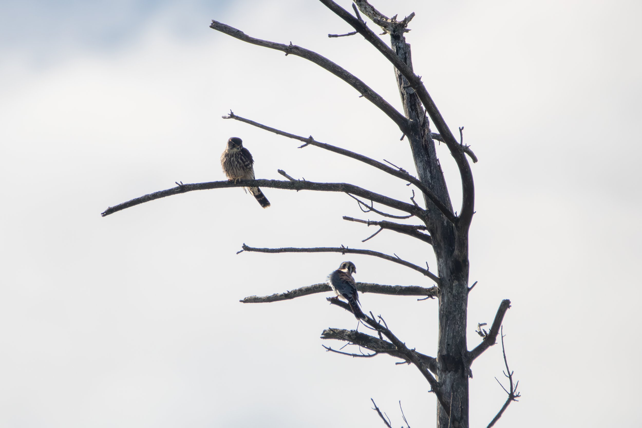 Merlin vs Kestrel (2).jpg
