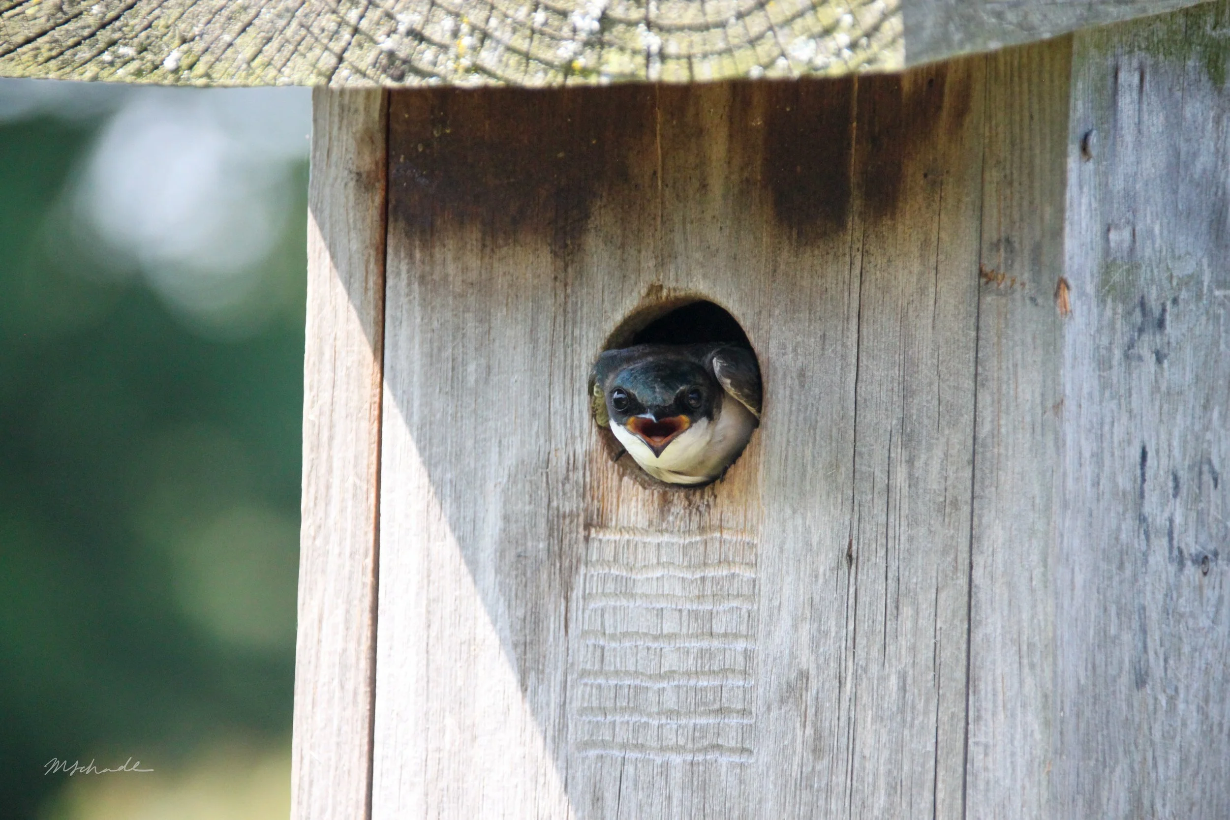 Tree Swallow Scary Baby 2.jpg