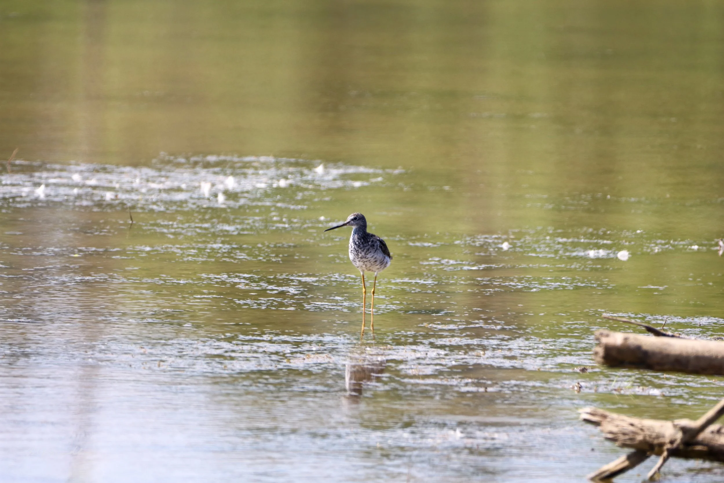 Stoney Creek, ON, 2026-07-19