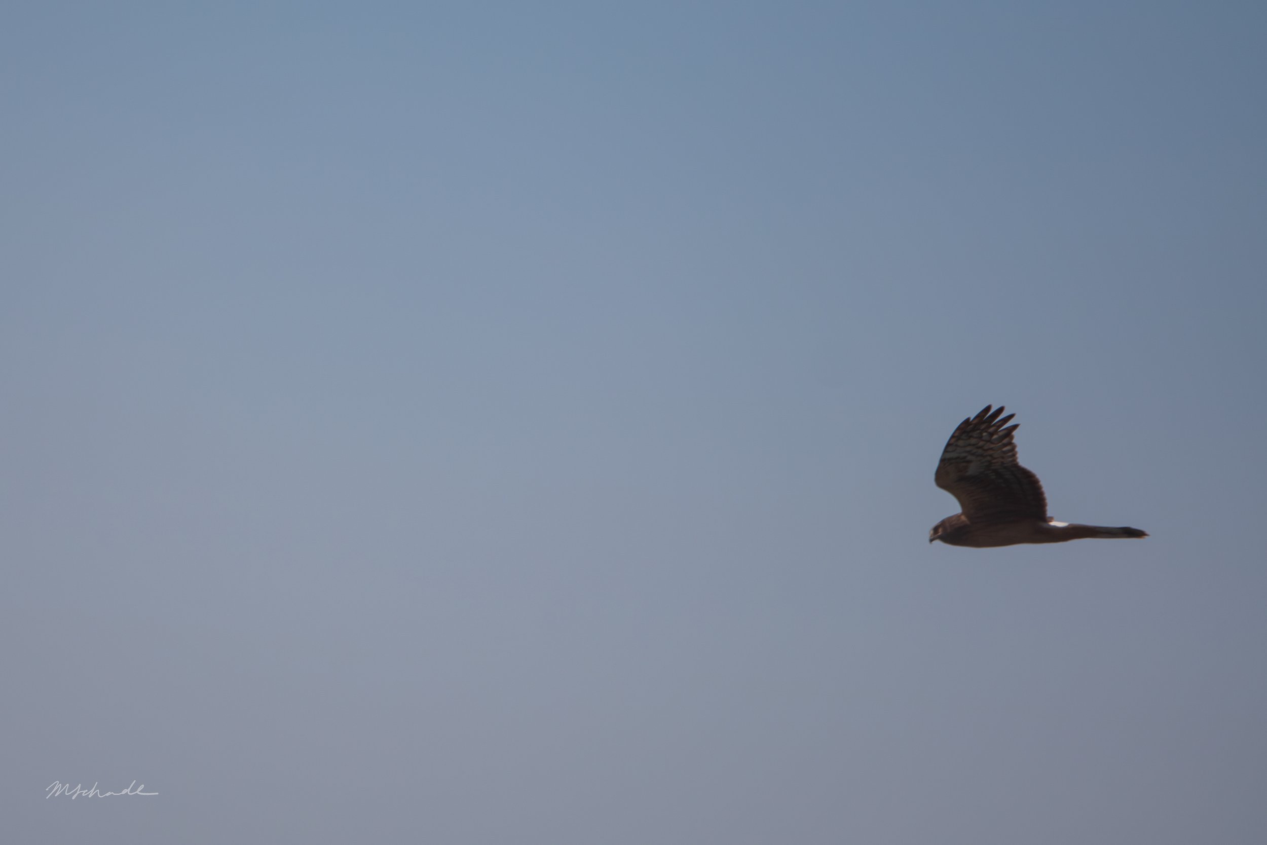 Point Pelee NP, ON, 2026-09-18