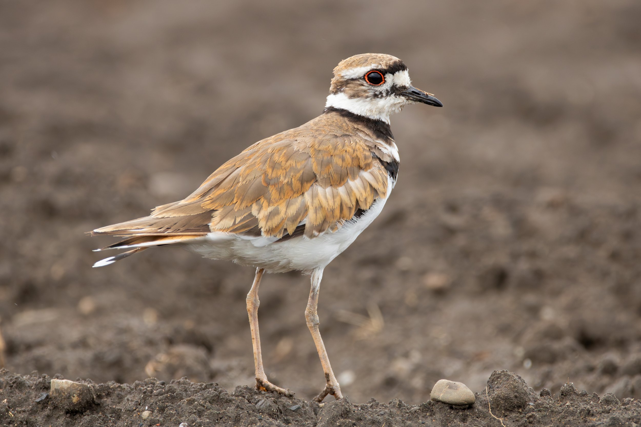 Killdeer closeup.jpg