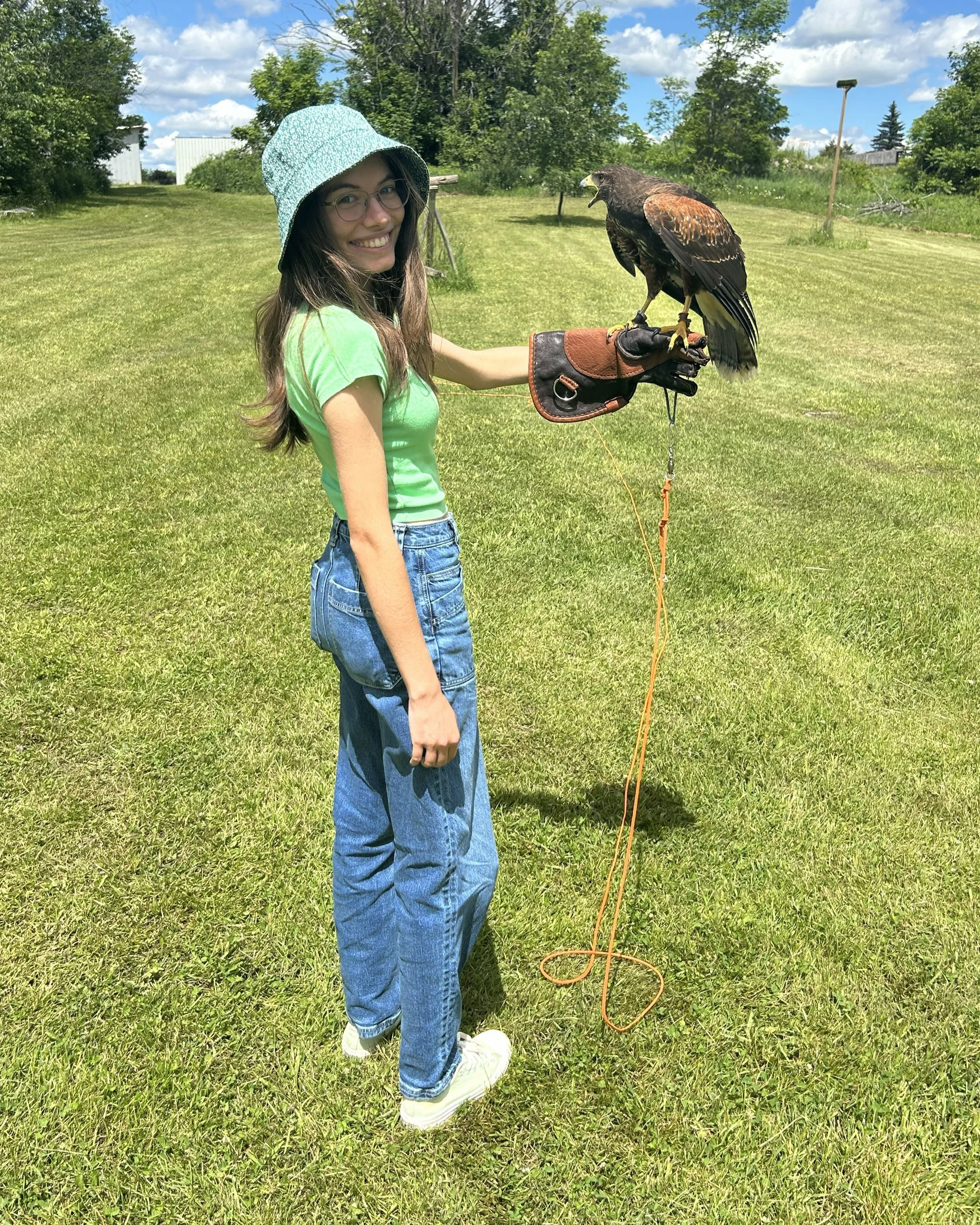 Harris Hawk