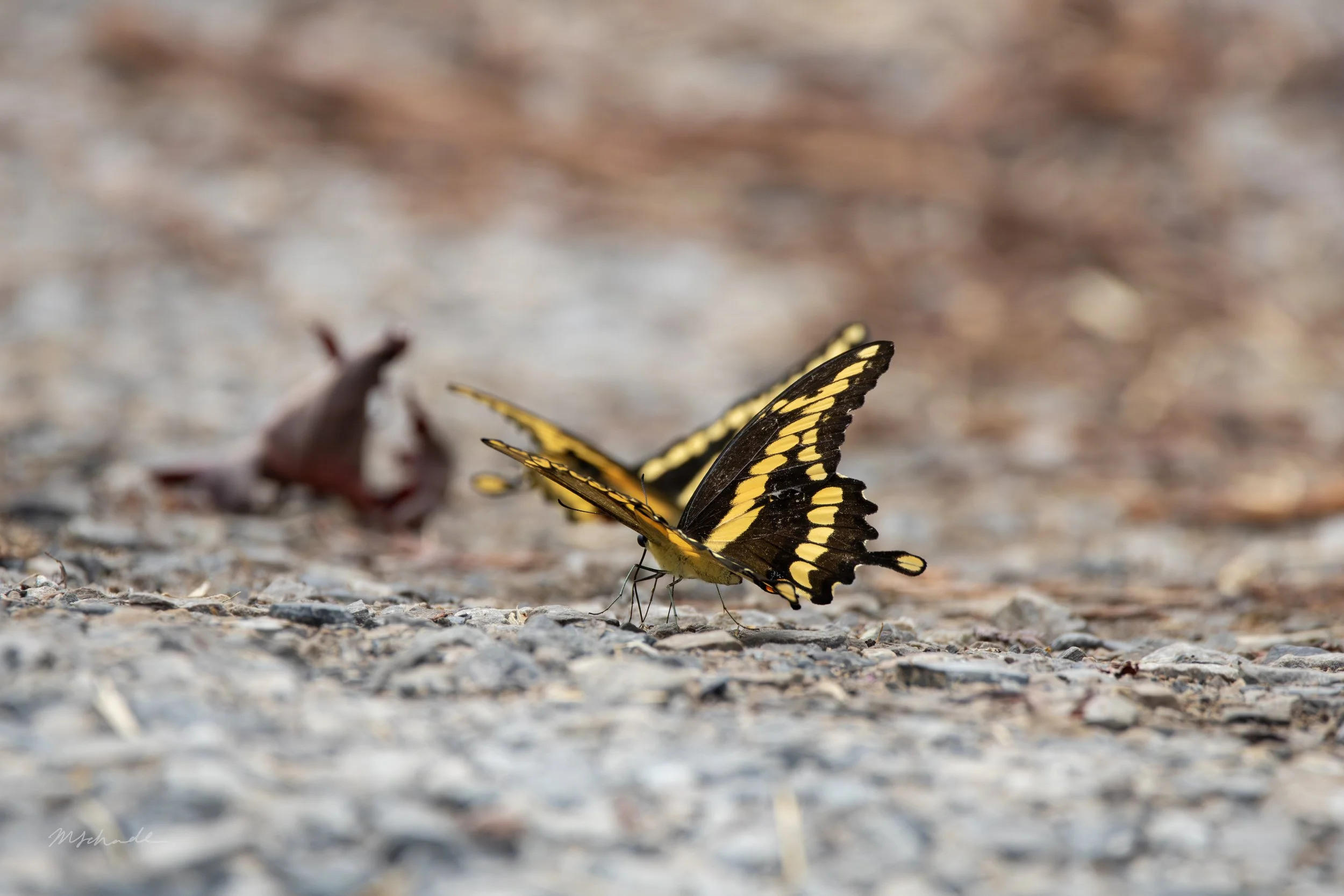 Giant Swallowtail