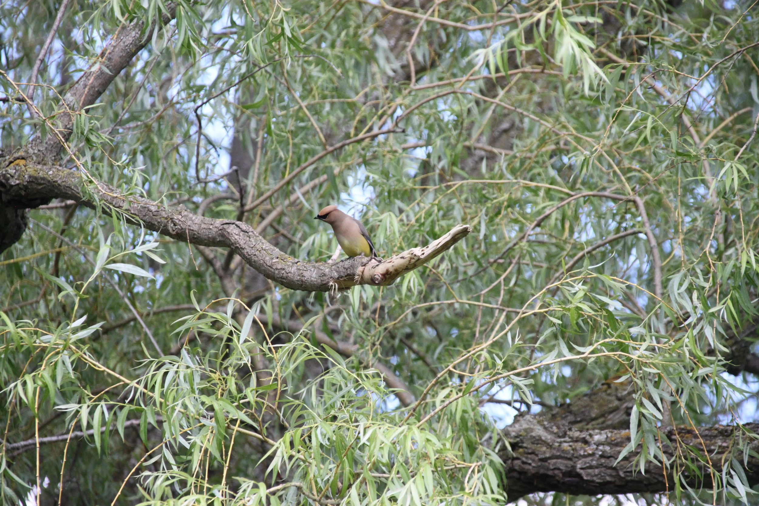 Cedar Waxwing 4.JPG