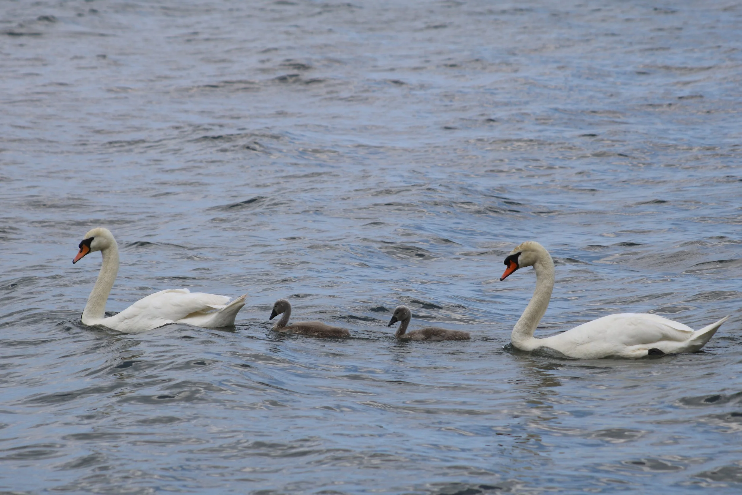 Bronte, ON, 2026-07-01