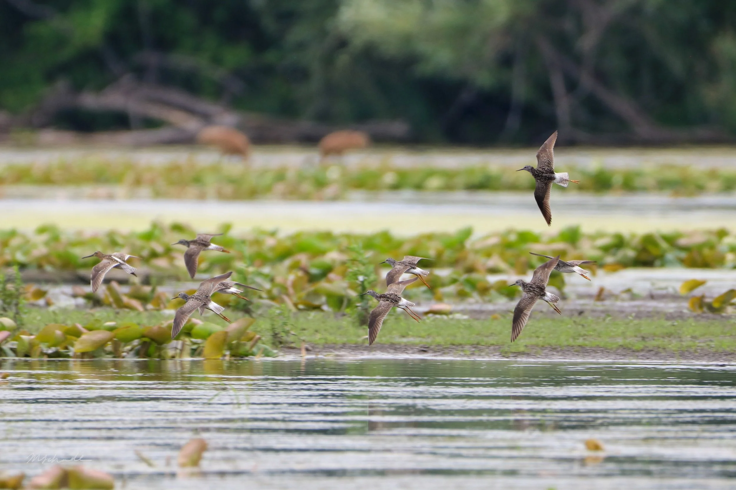 Cambridge, ON, 2026-07-05 (+ Short-billed Dowitcher)