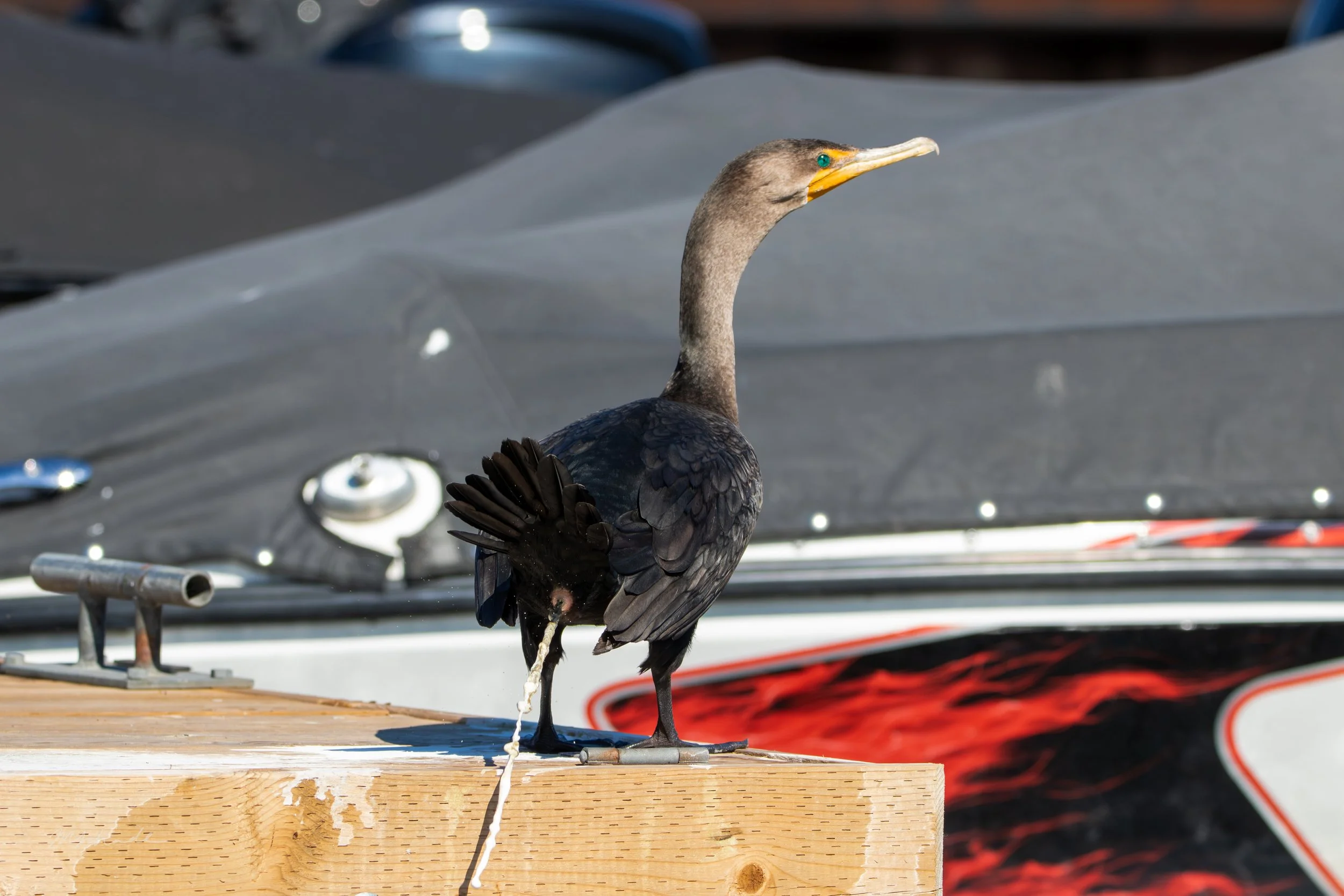 Cormorant Pooping.jpg