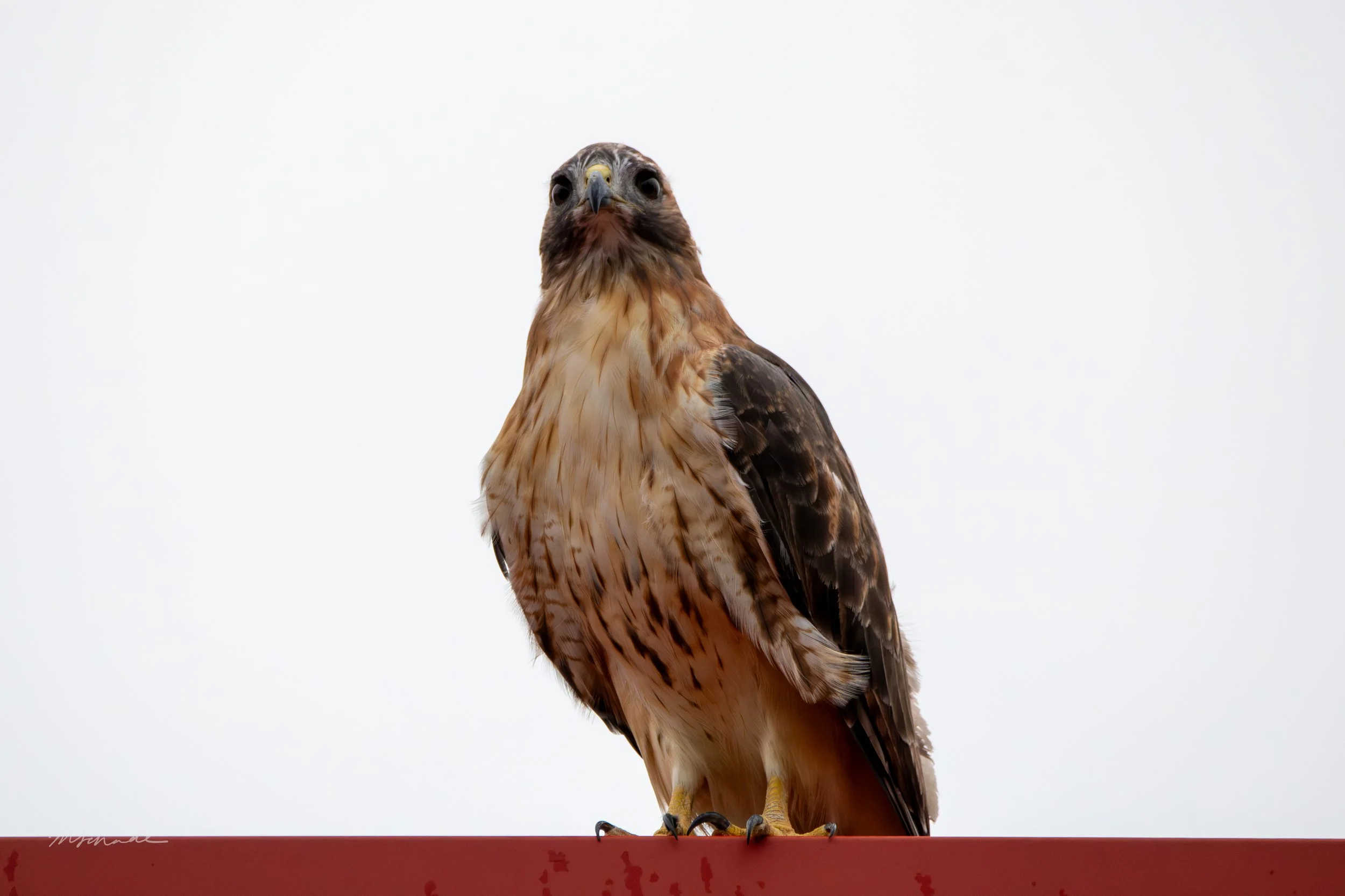Red-tailed Hawk facing forward 2.jpg