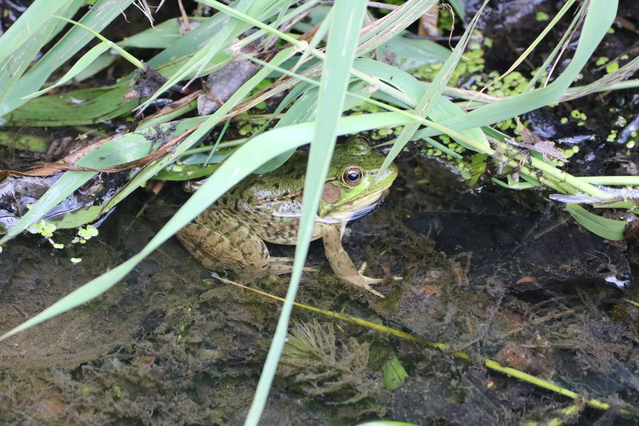 Green Frog, New Hamburg, ON, 2026-07-06