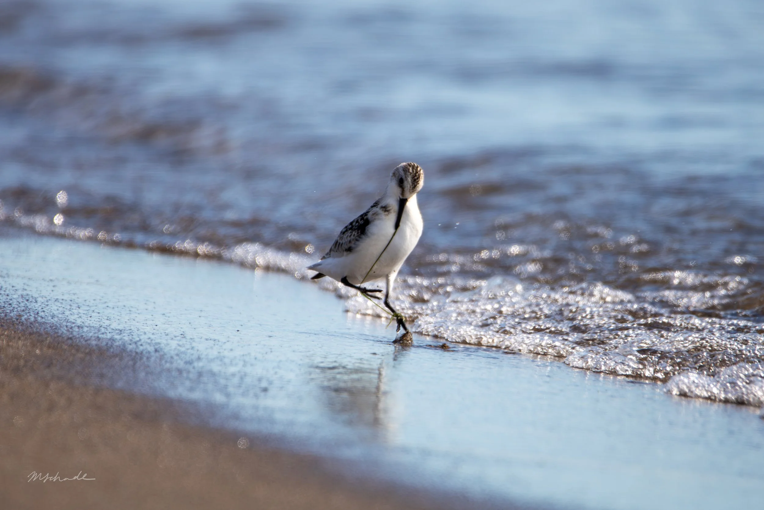 Sanderling dance.jpg
