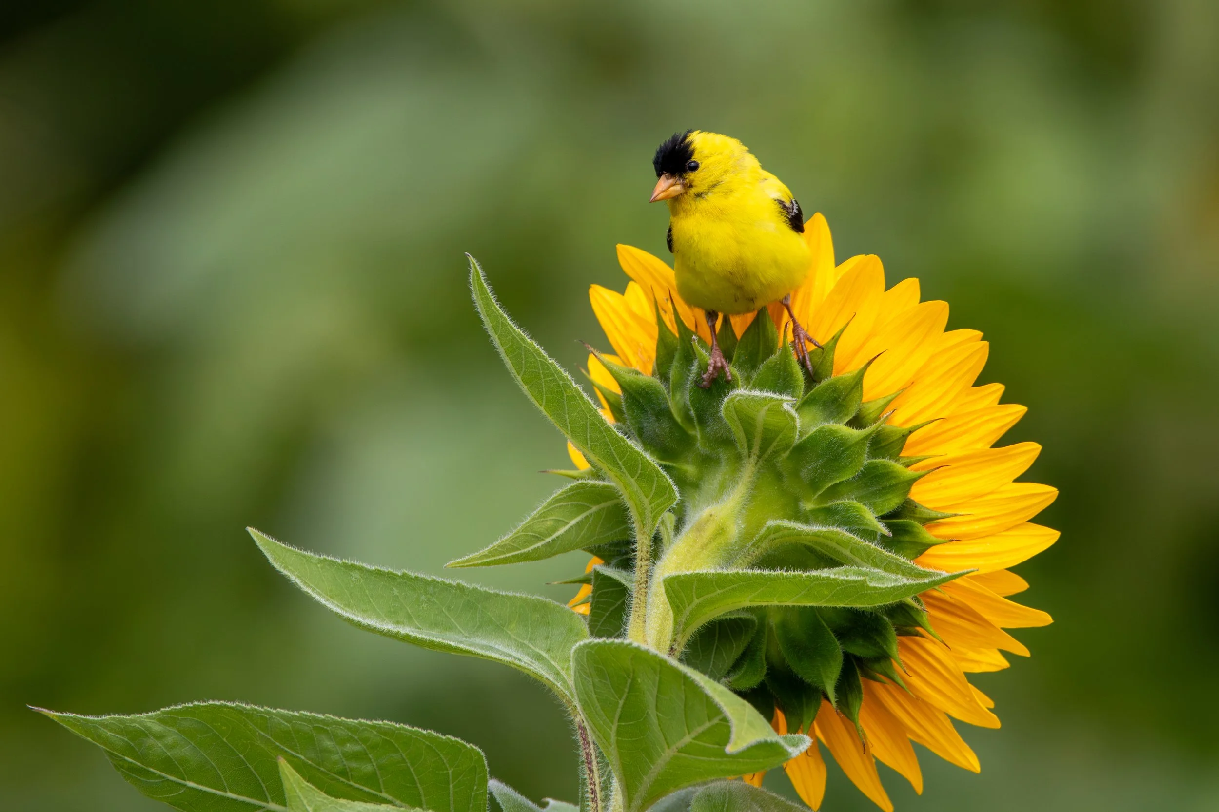 American Goldfinch Sunflower.jpg