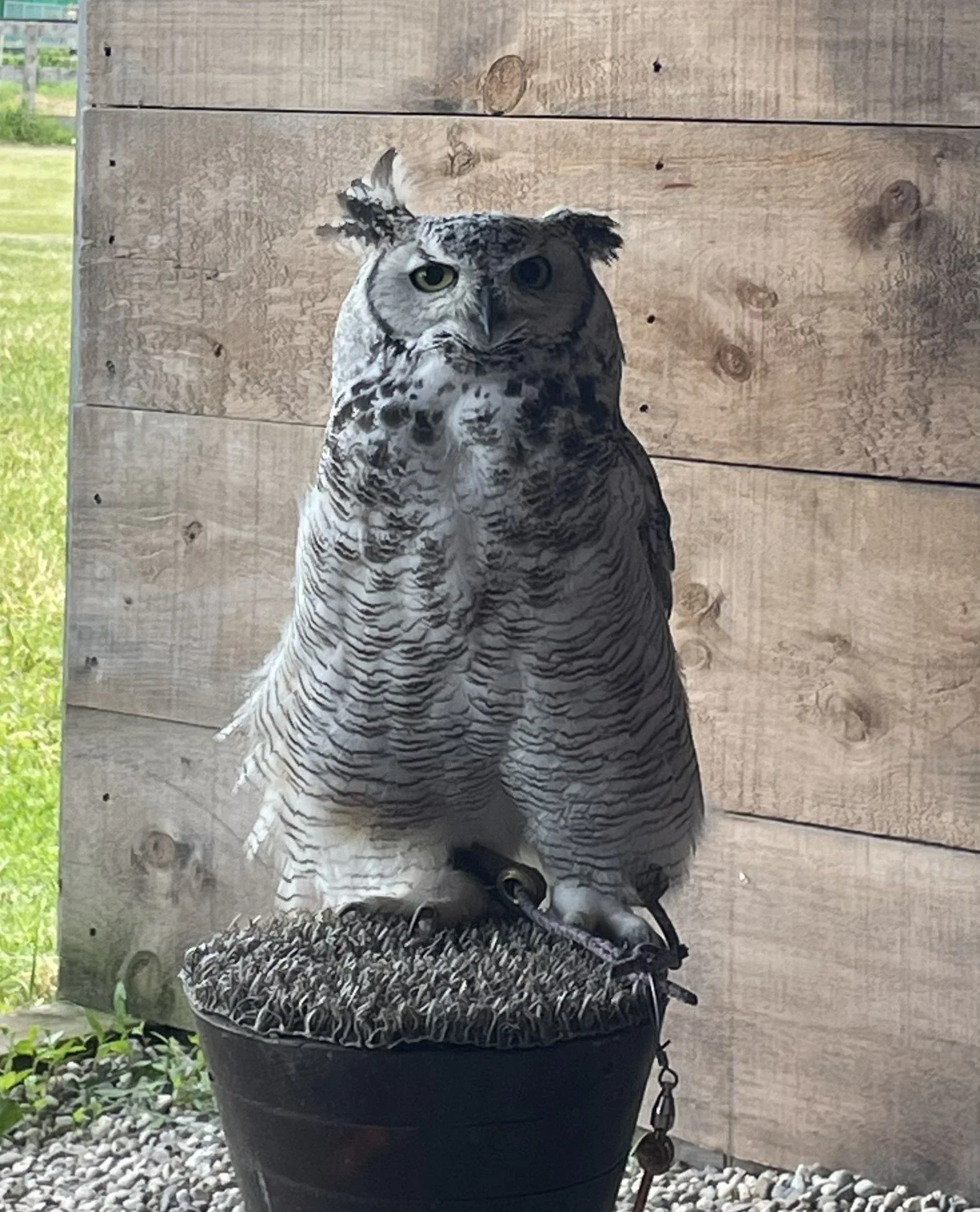 Subarctic Great Horned Owl 
