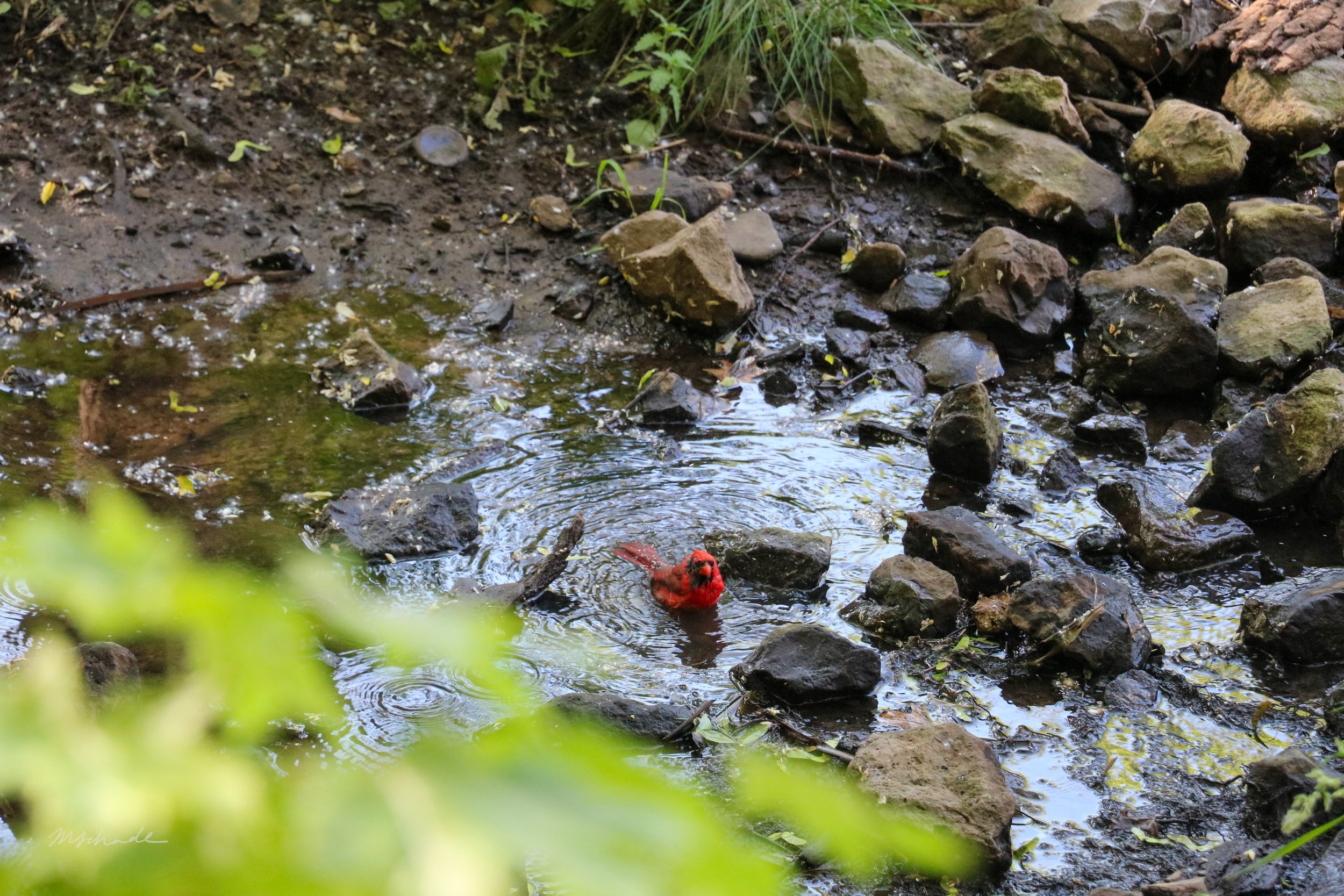 Northern Cardinal Bath.jpg
