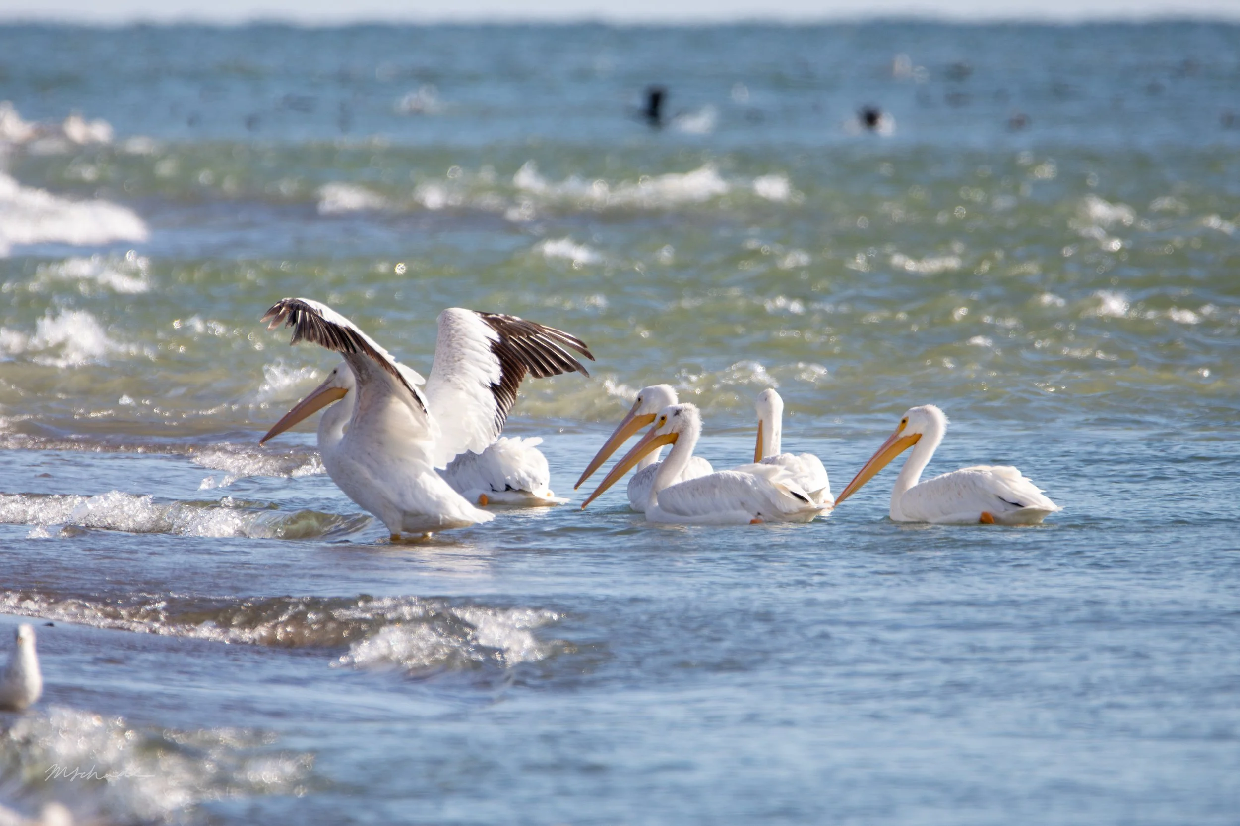 Pelee Island, ON, 2026-09-18