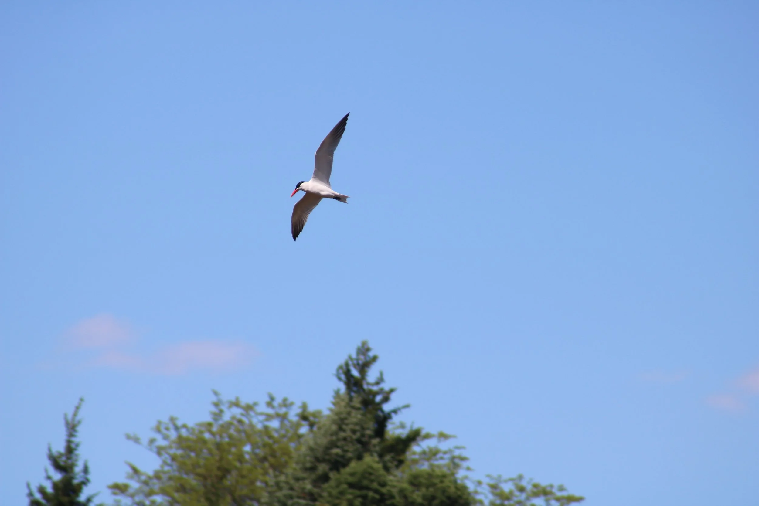 IMG_3269.JPG