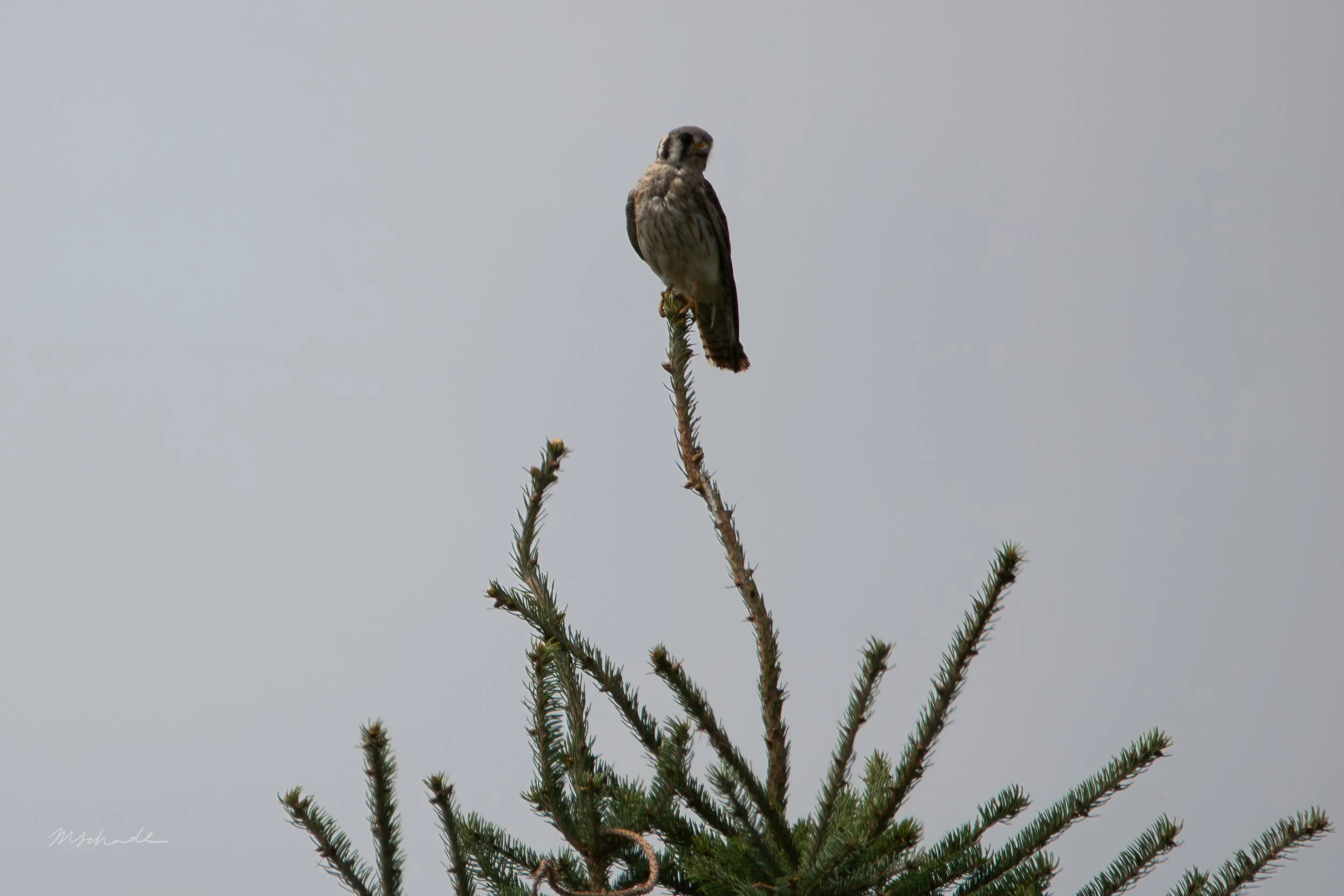 Bronte, ON, 2026-08-01