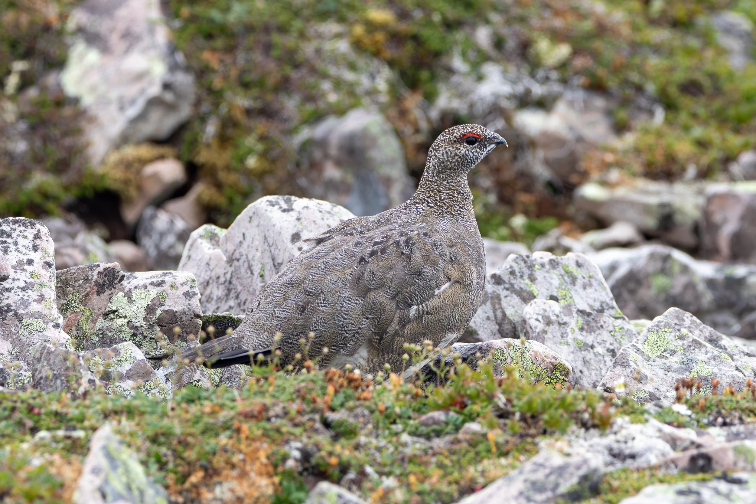 Gros Morne Summit, NL, 2026-08-13