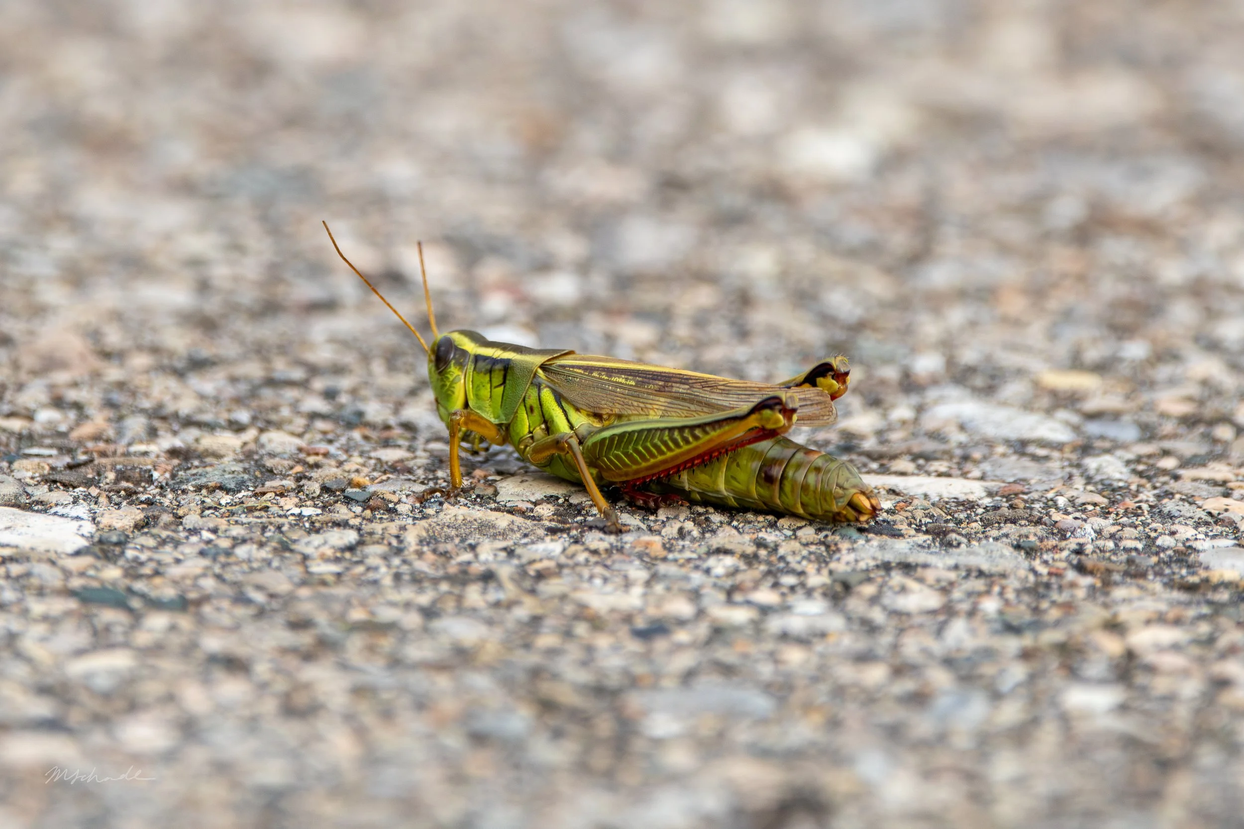 Two-striped Grasshopper