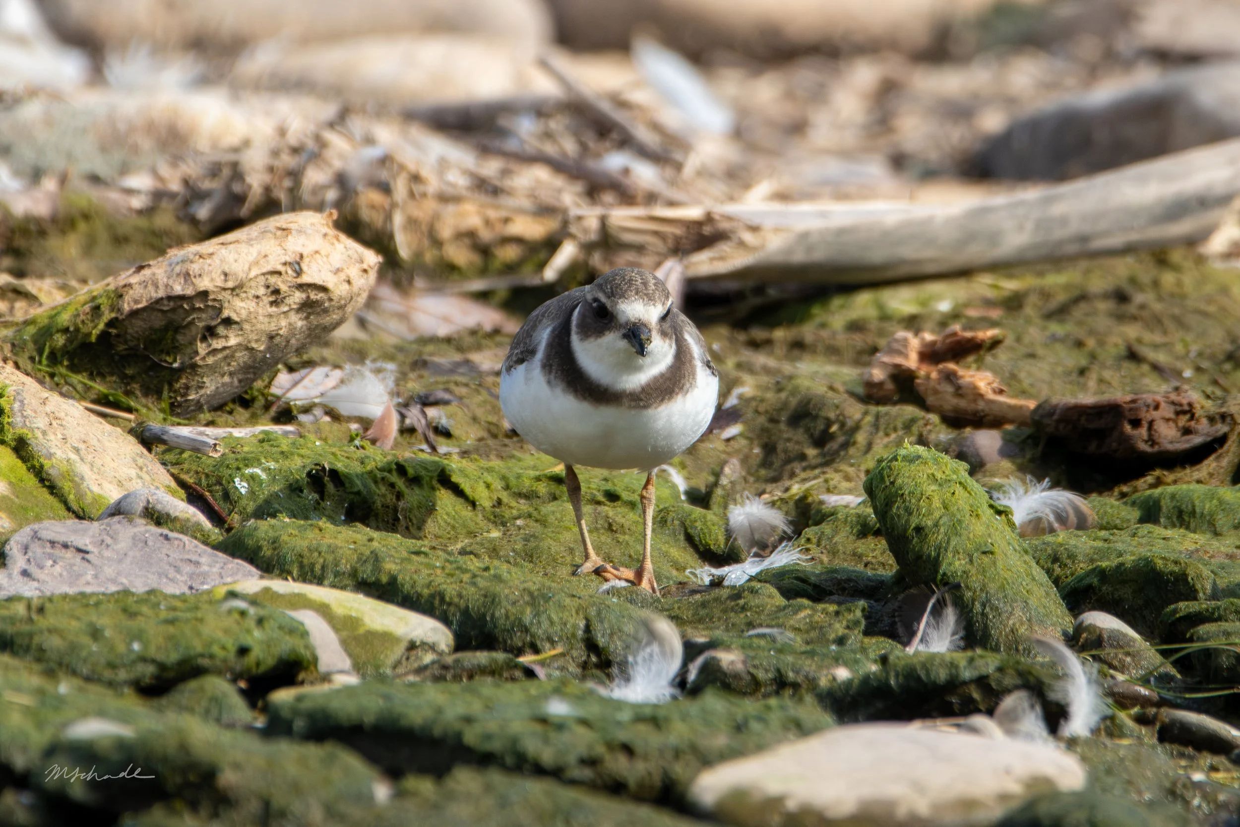 Semipalmated Plover (5).jpg
