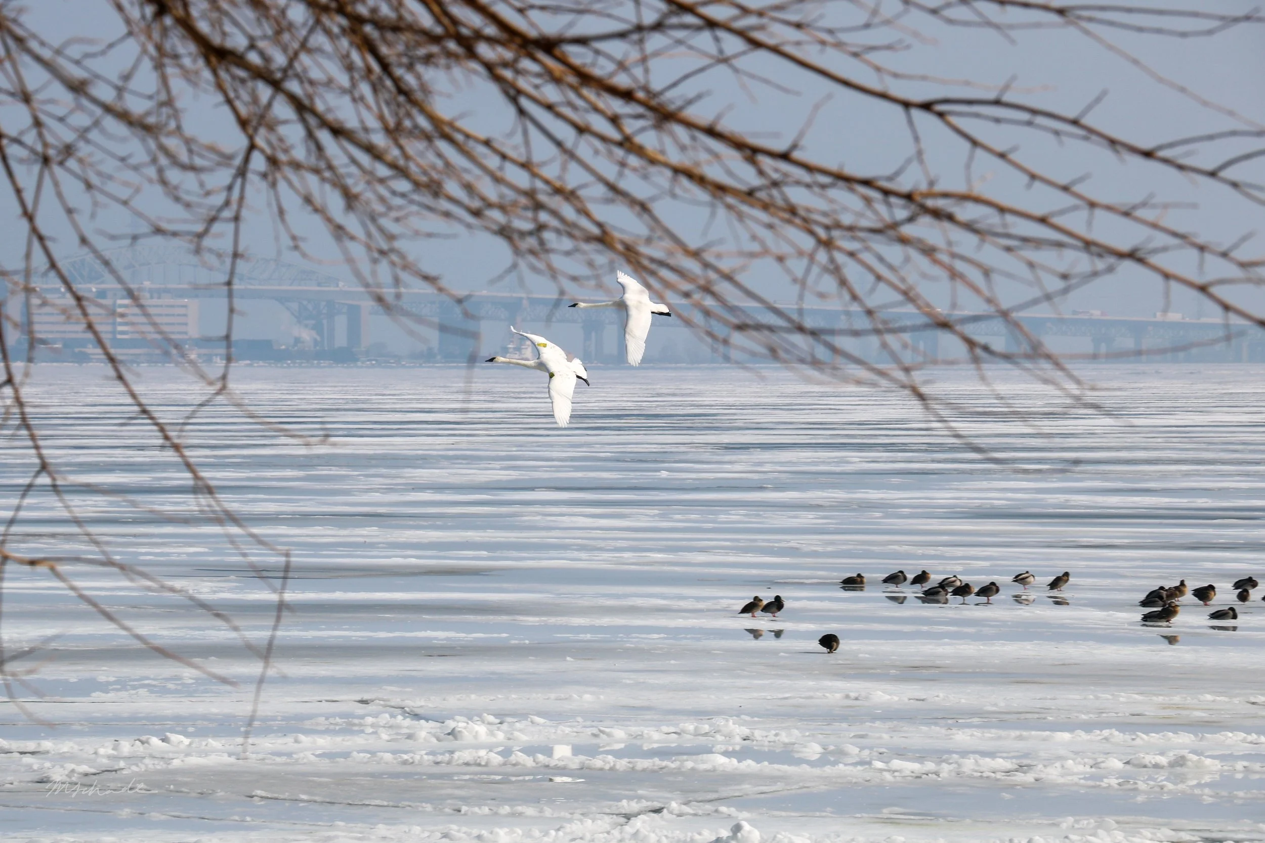 Burlington, ON, 2026-02-17 