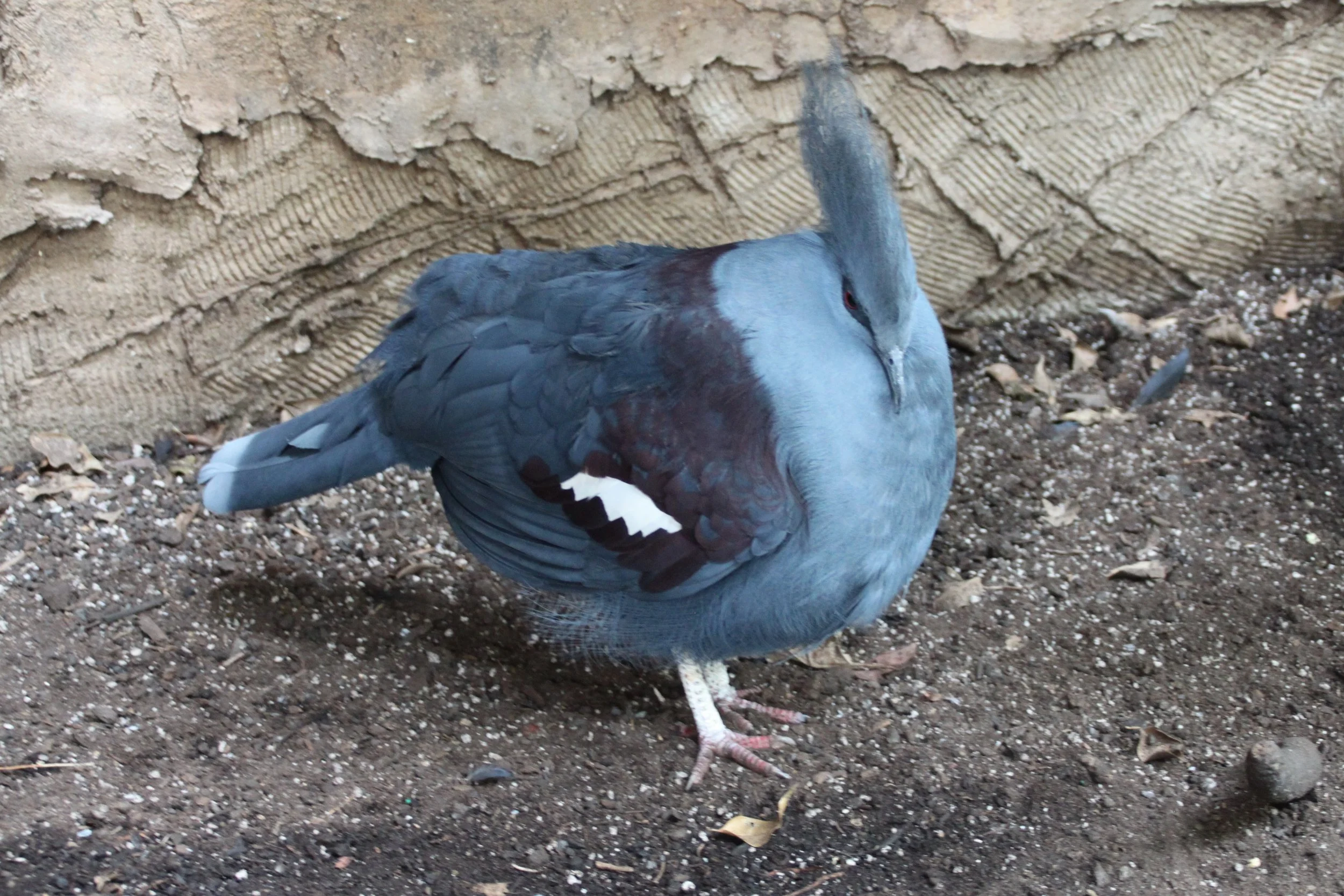 Blue Crowned Pigeon.JPG