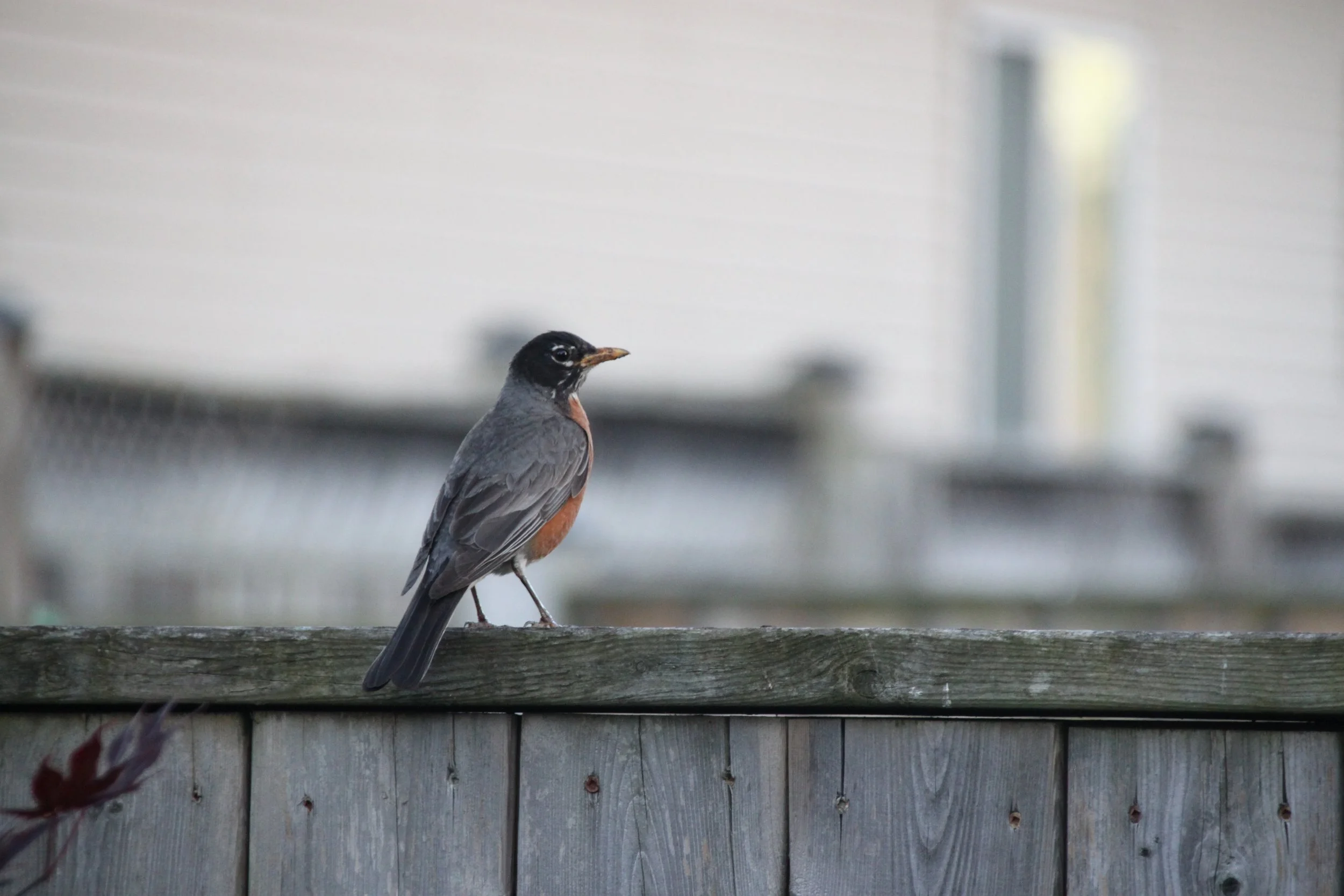 Beamsville, ON, 2026-06-13