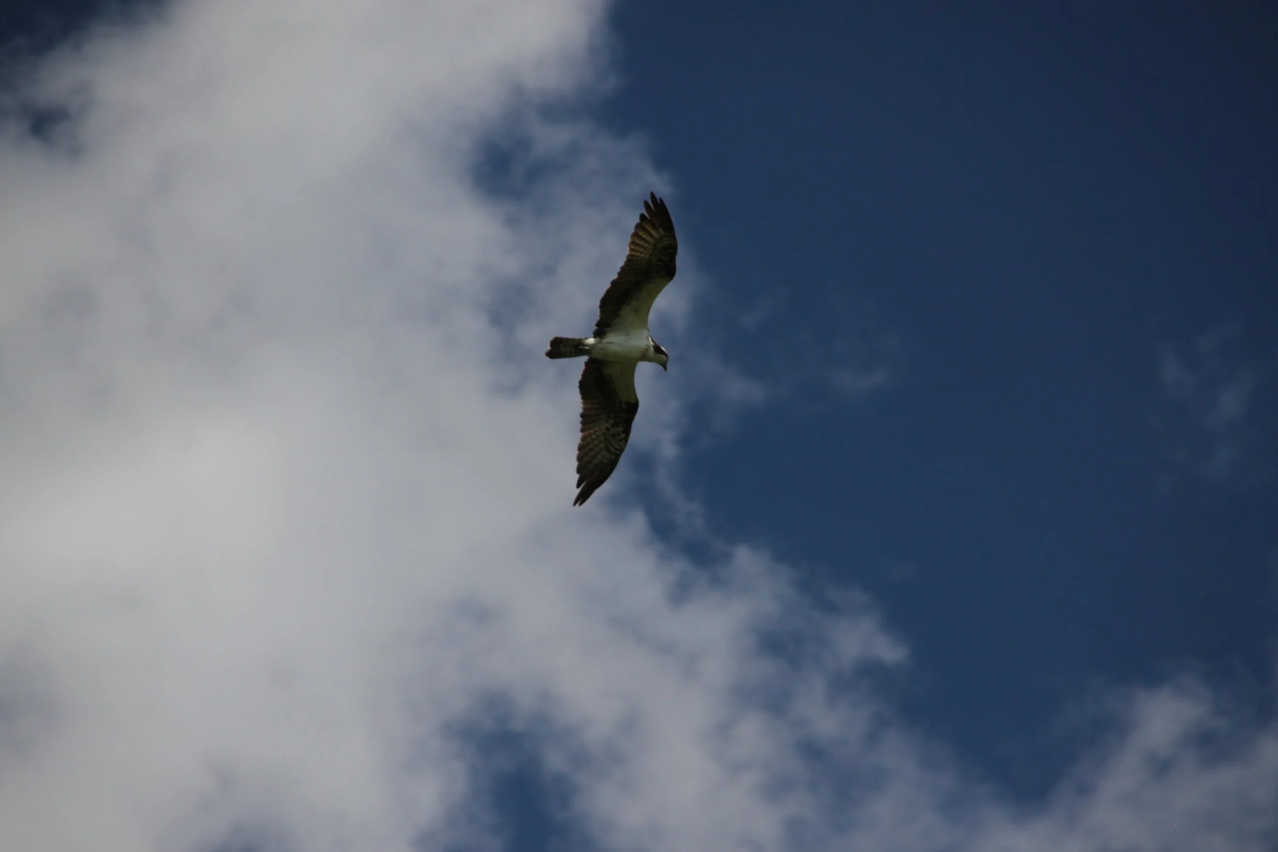 IMG_8084.JPG