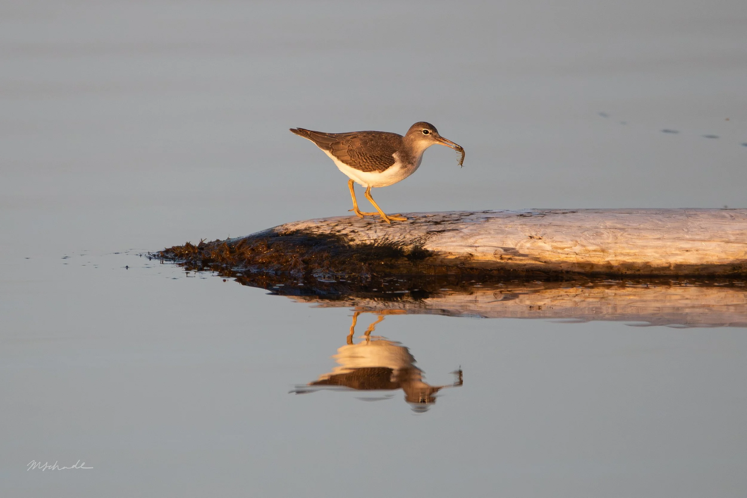 Spotted Sandpiper with grub.jpg