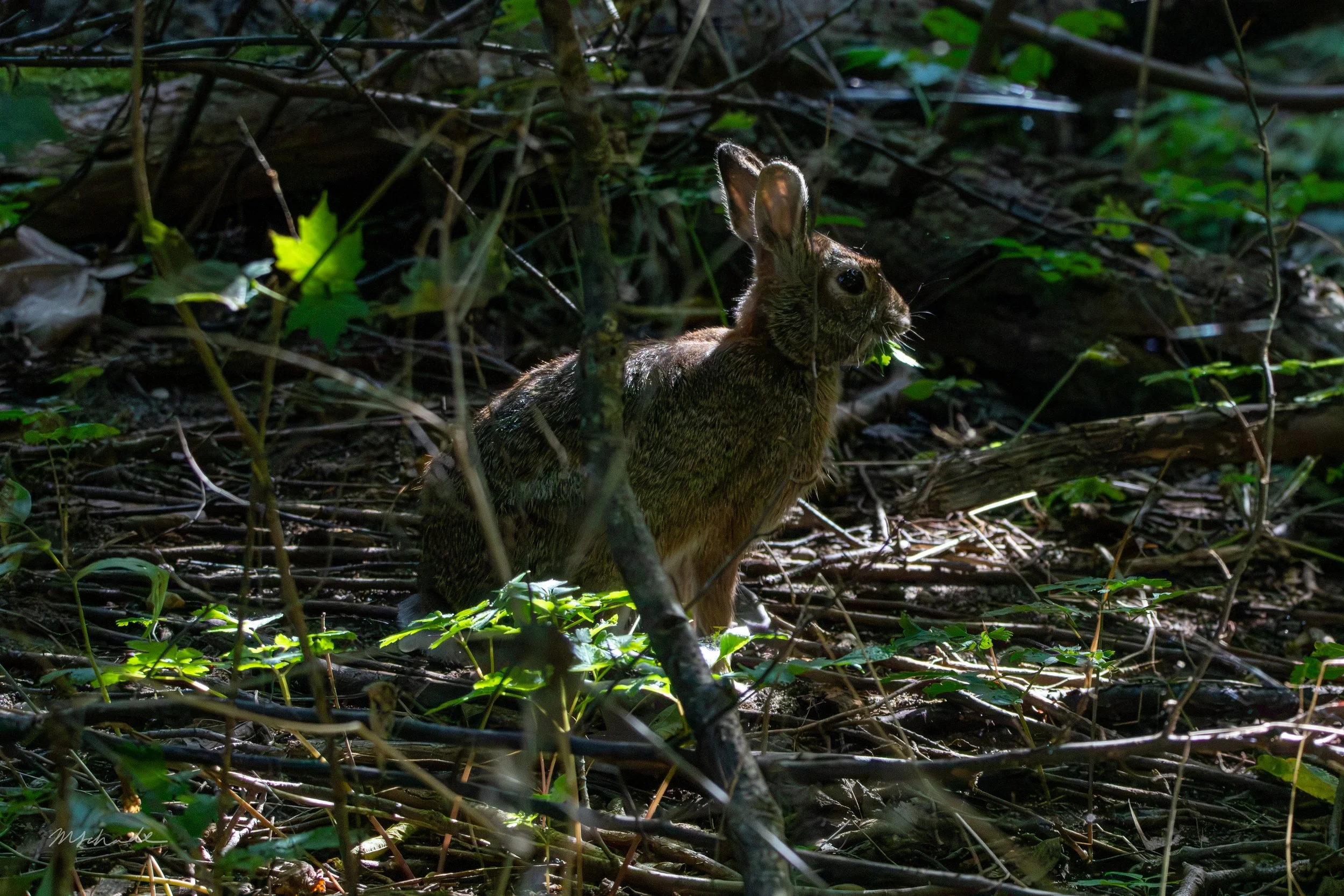 Pelee Island, ON, 2026-09-18