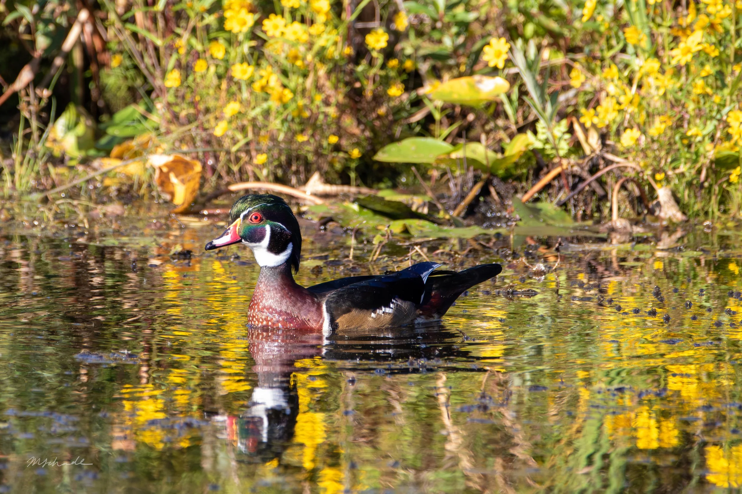 Point Pelee NP, ON, 2026-09-18