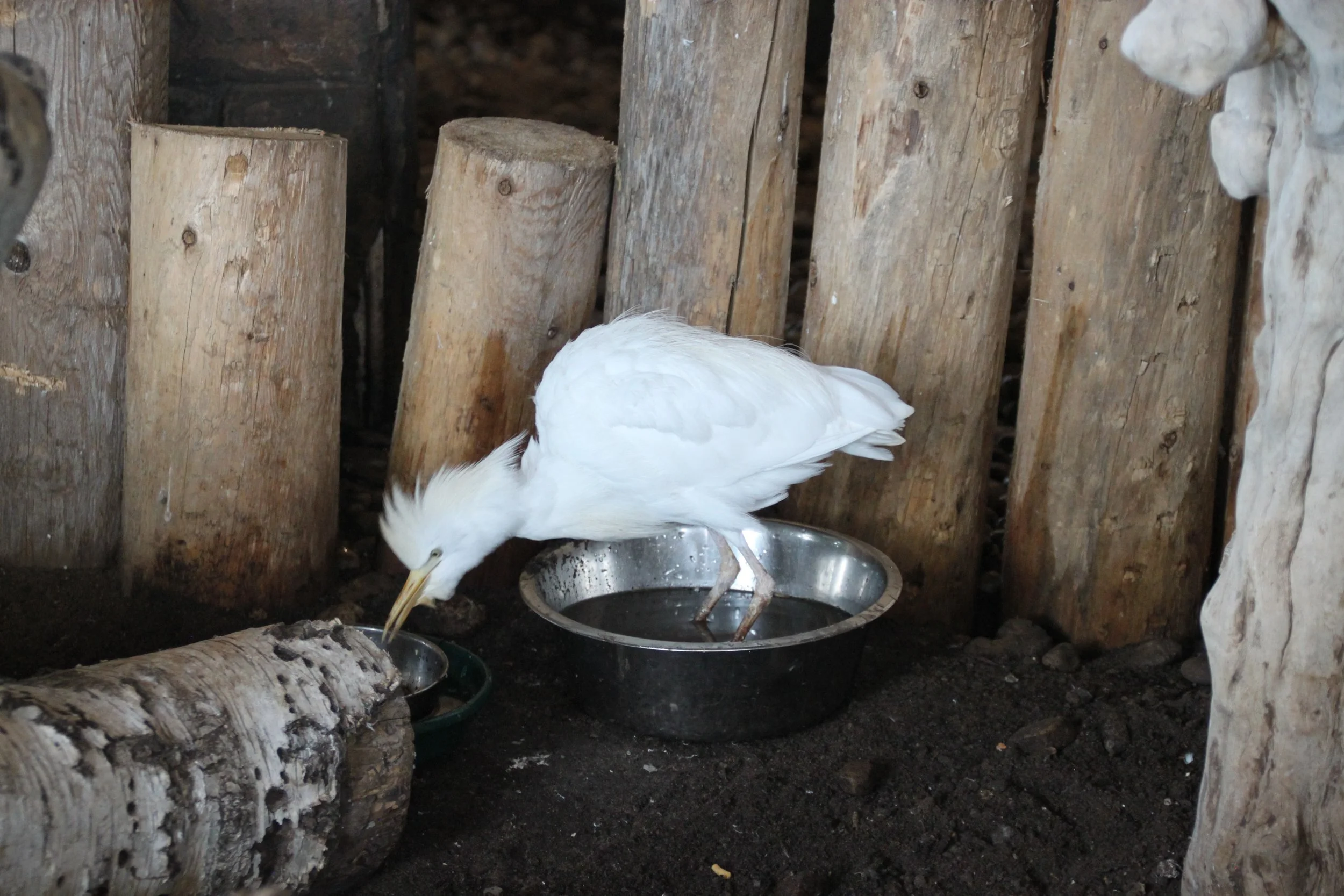 Cattle Egret 1.JPG