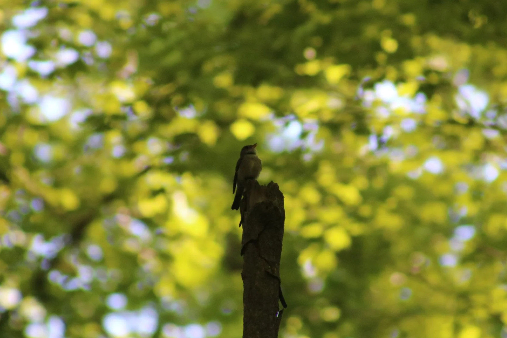 IMG_3519.png