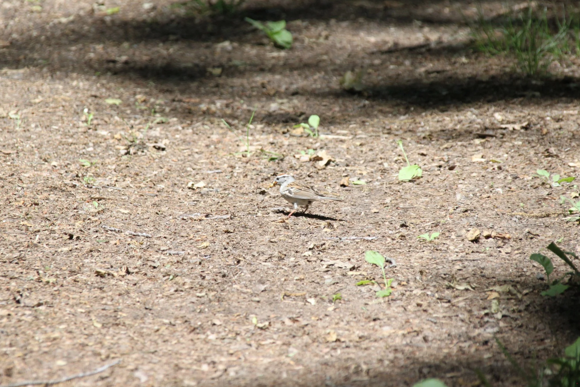 IMG_8223.png