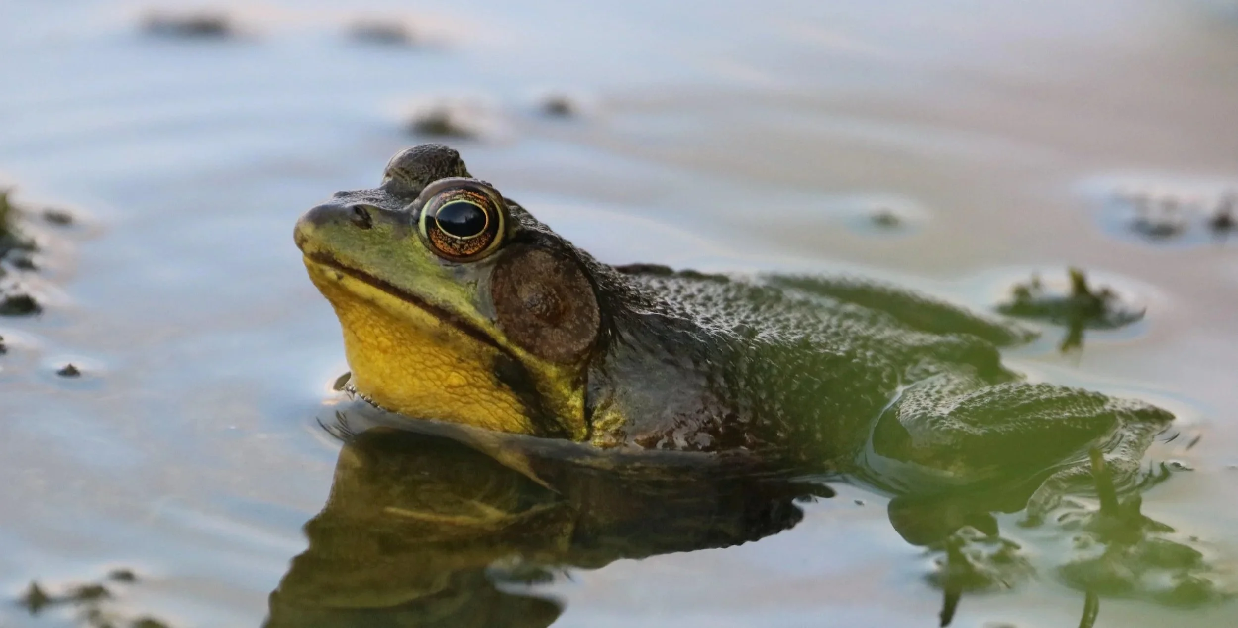 Green Frog, Waterloo, ON, 2026-07-06