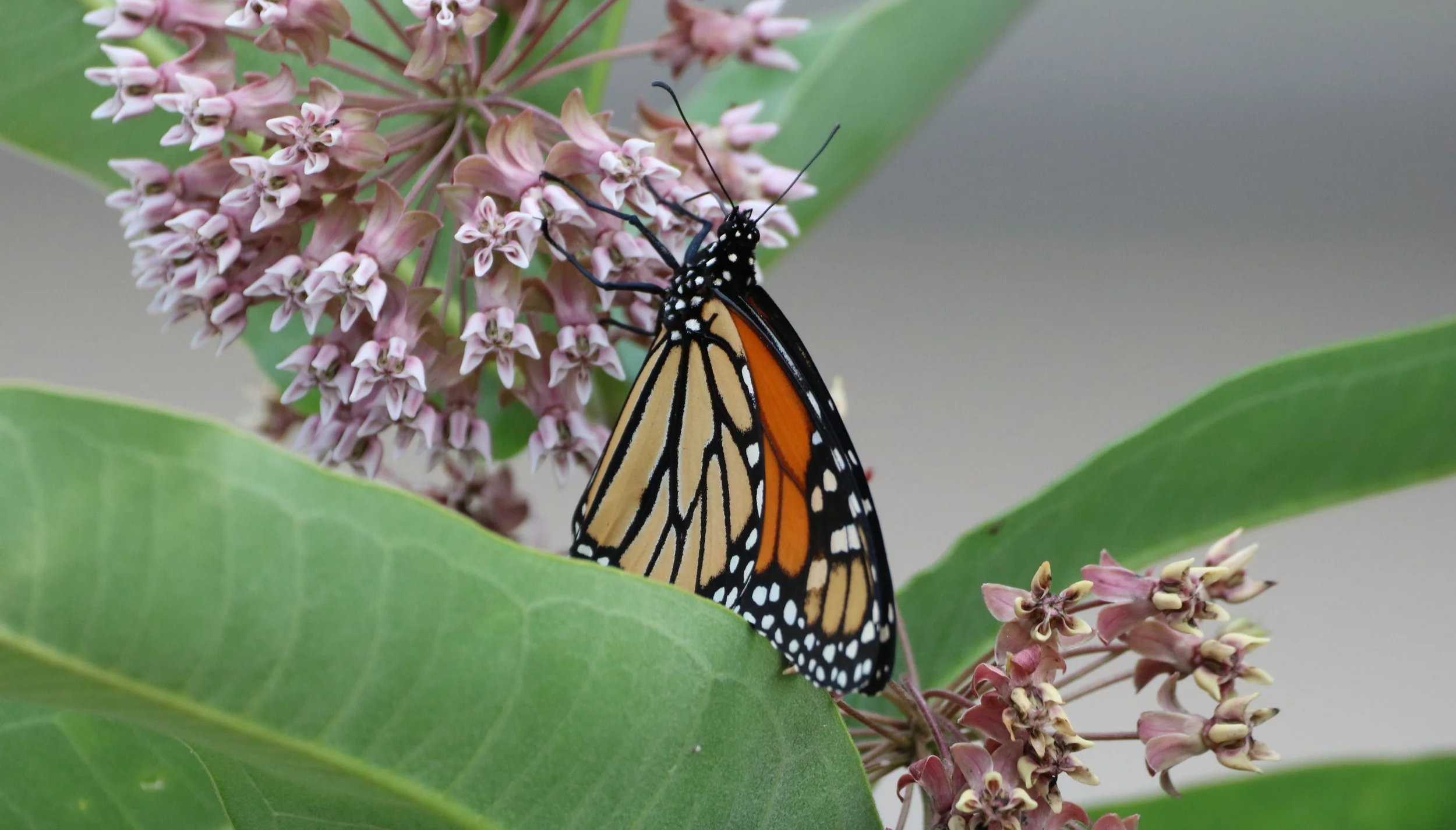 Monarch