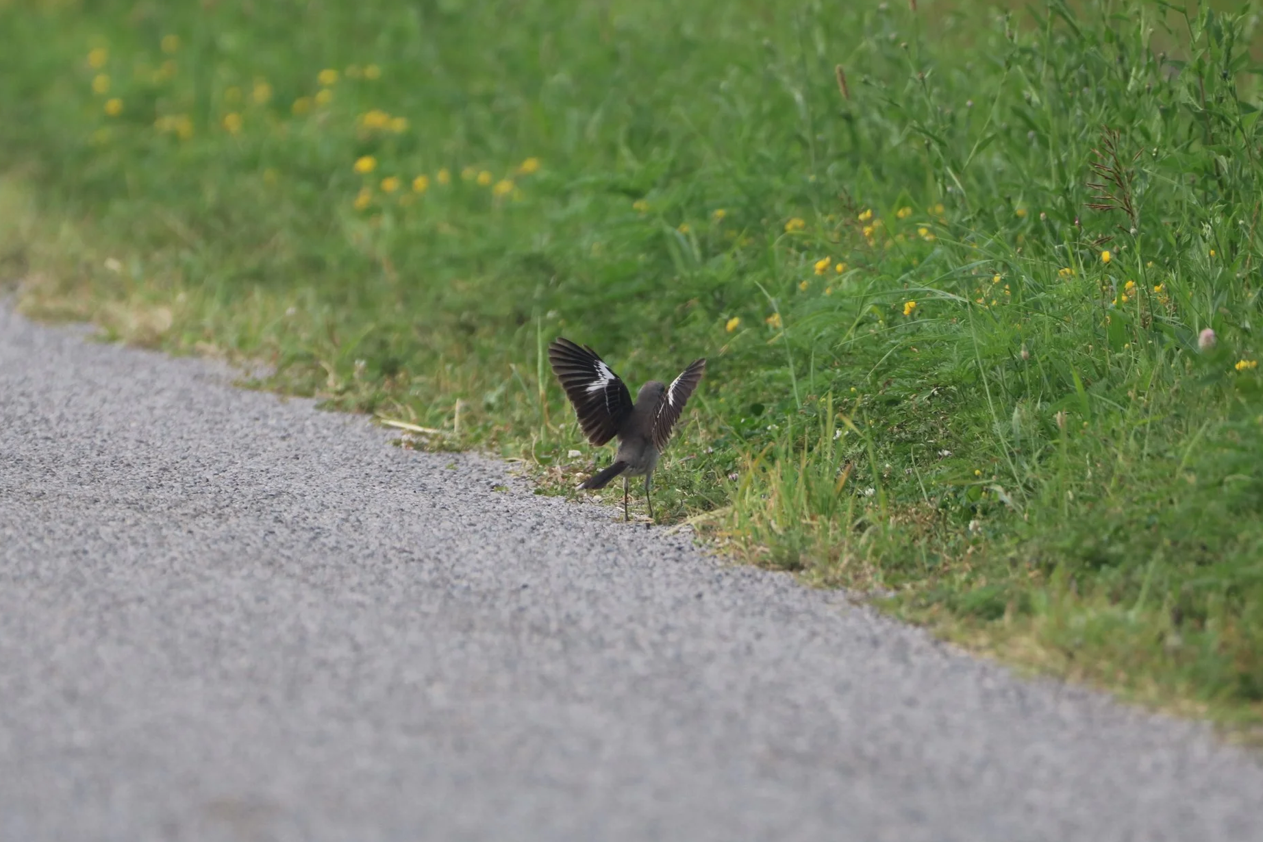 Northern Mockingbird