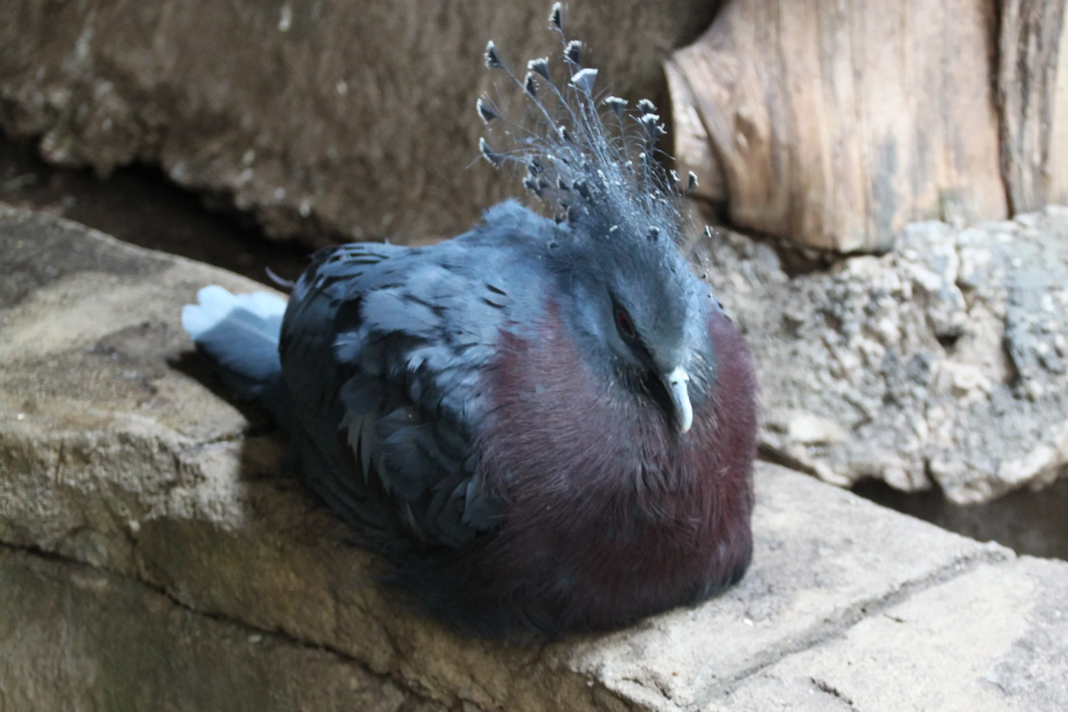 Victoria+Crowned+Pigeon.png