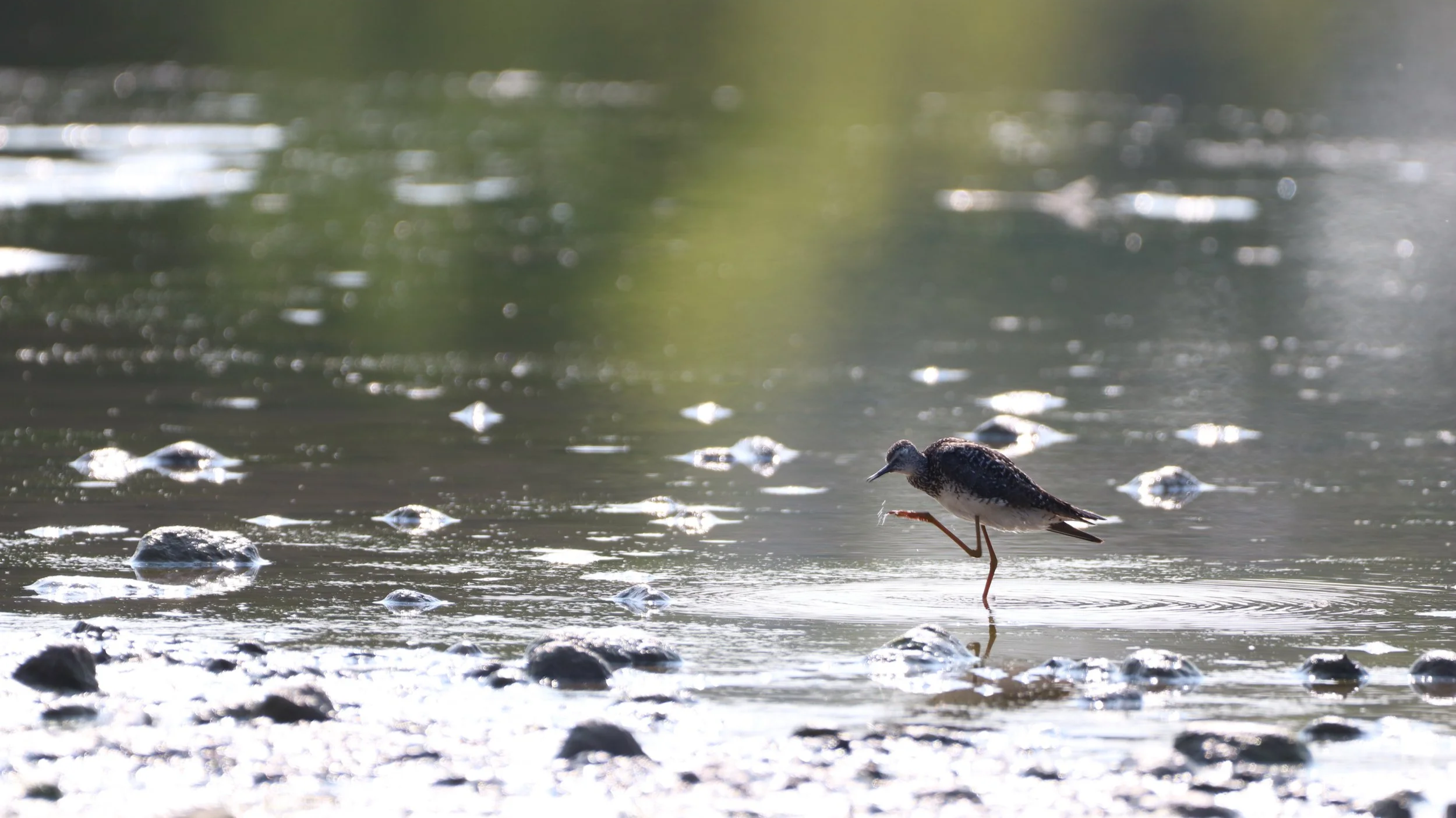 Lesser+Yellowlegs+funny.png