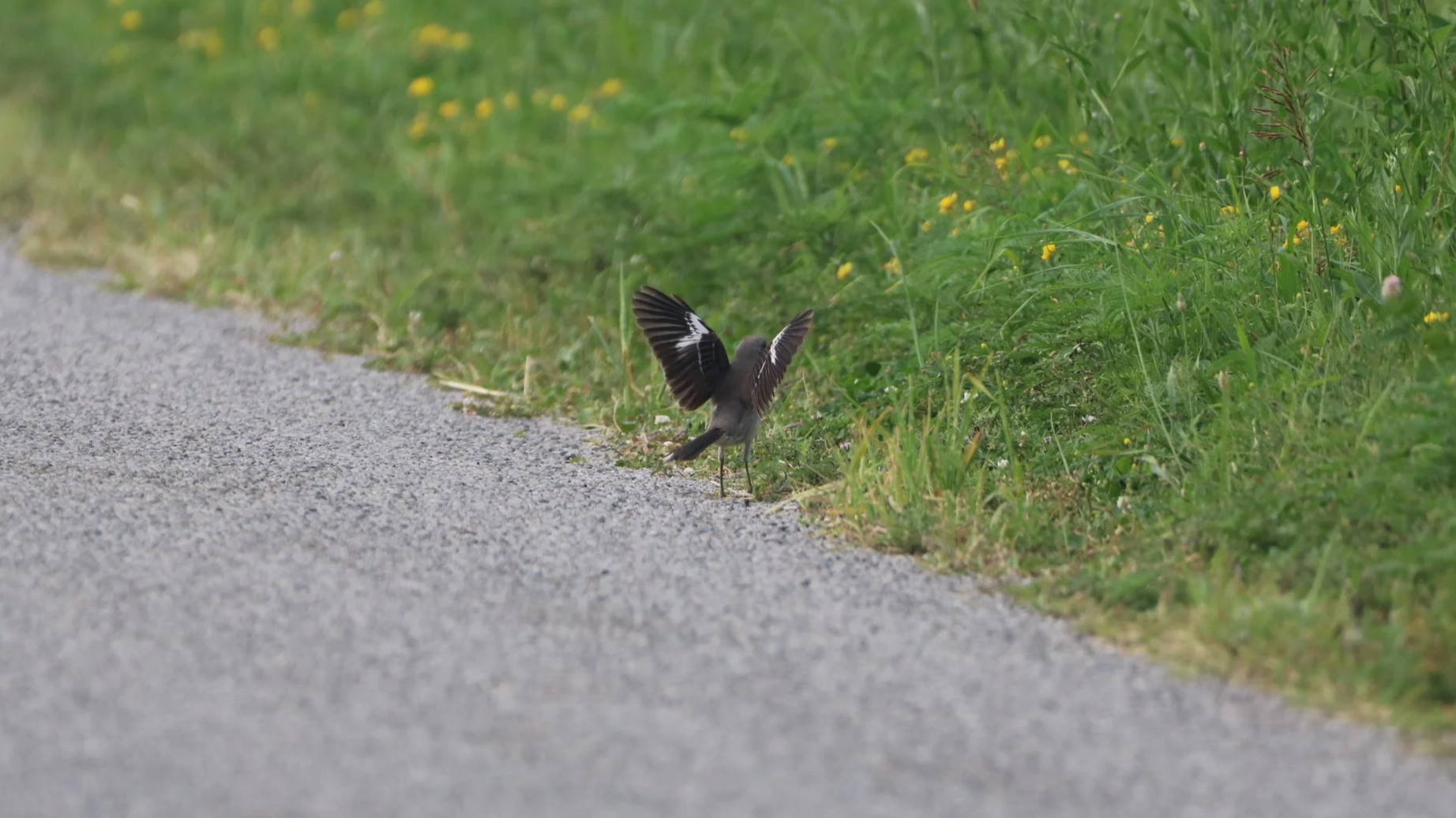 Northern%2BMockingbird%2BWings.png