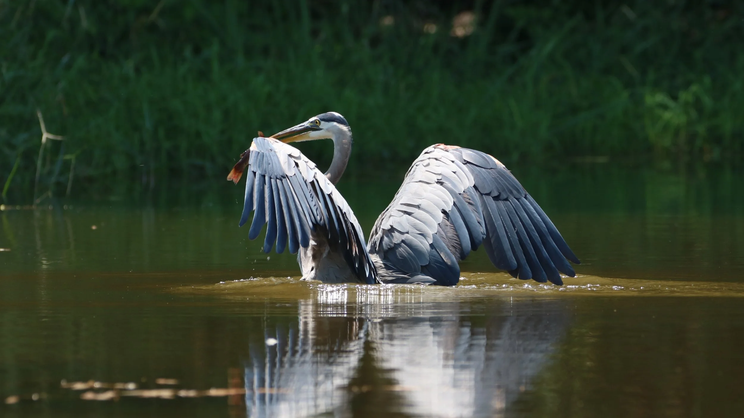 GBH+Wing-spread+%2B+fish.png