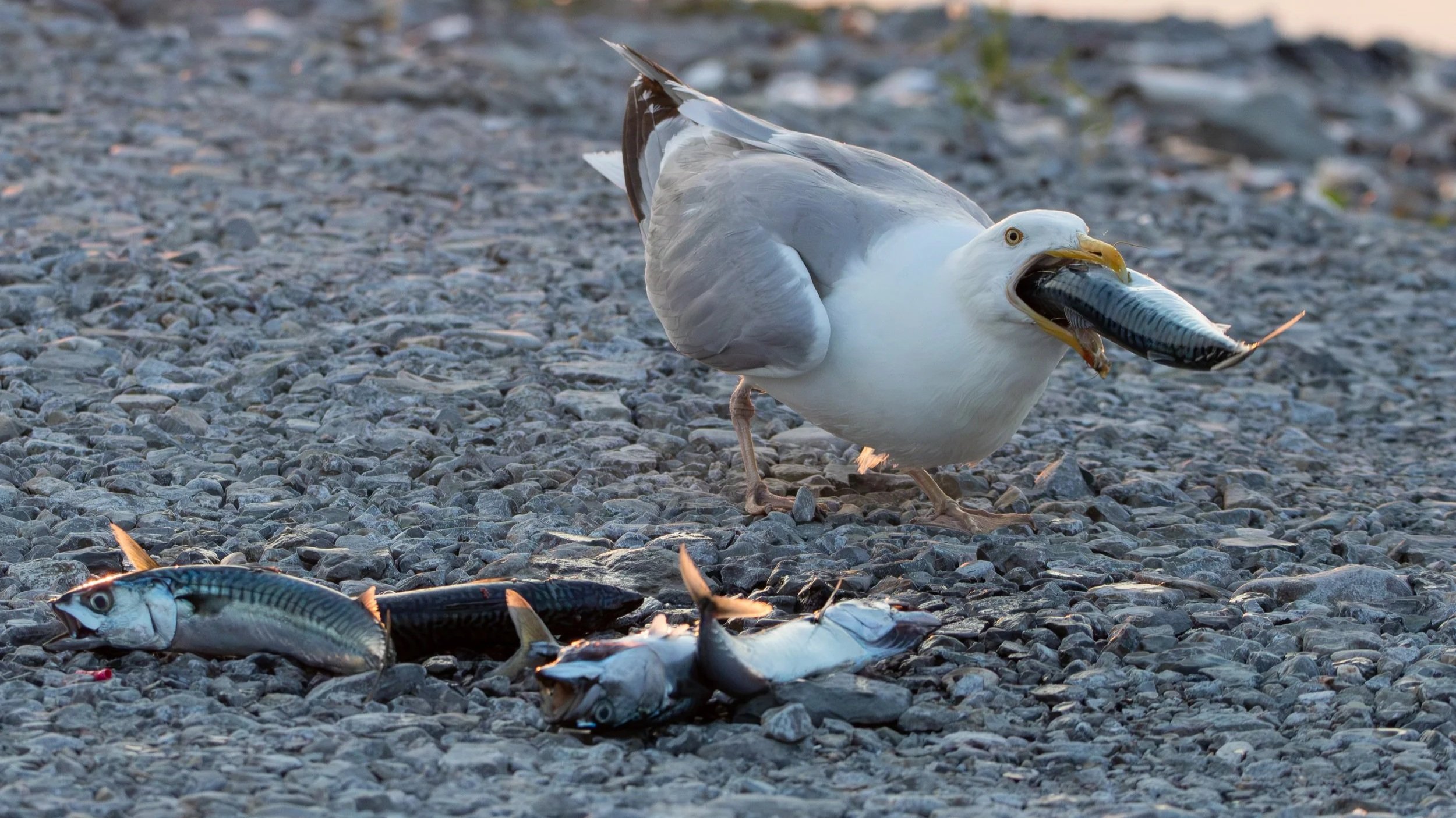 American+Herring+Gull+%2B+Mackerel.jpg