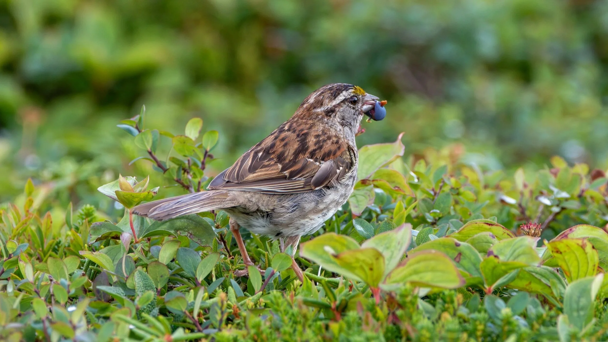 White-throated+Sparrow+eating+Blueberry.jpg