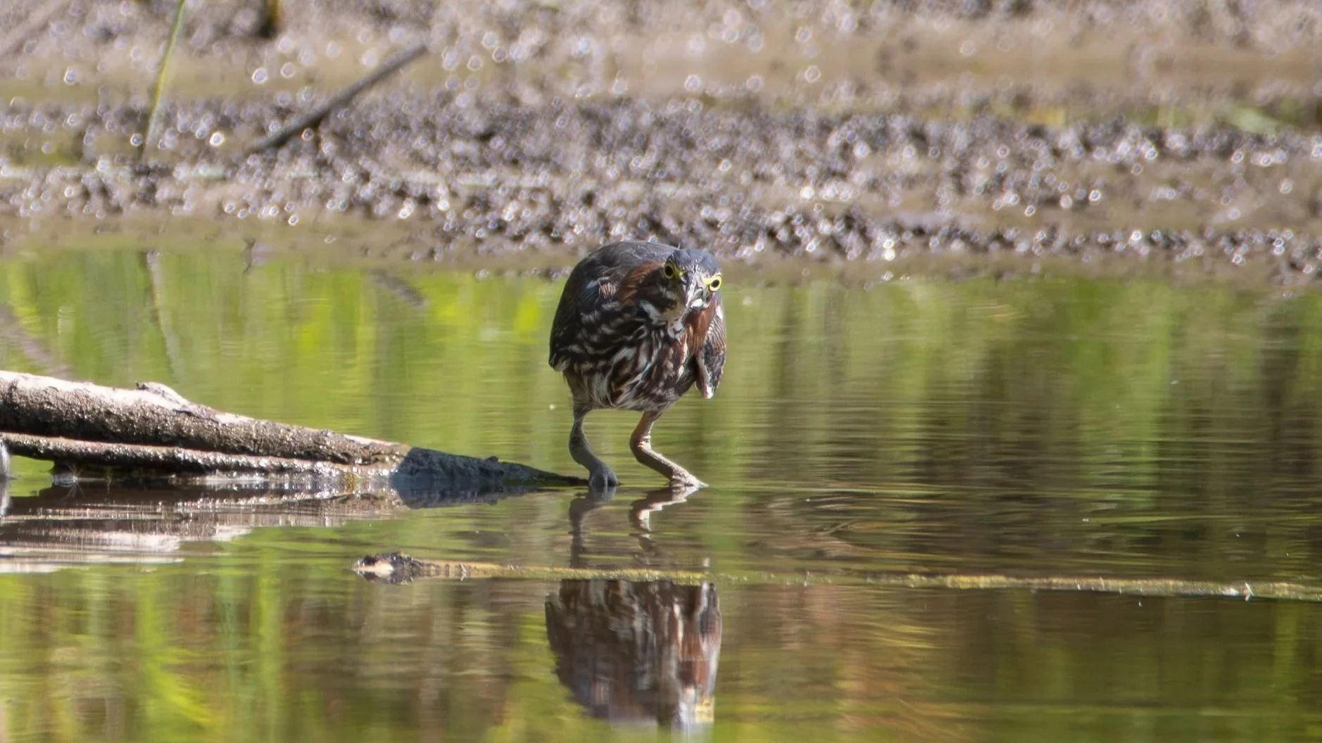 Green+Heron+facing+forward.jpg