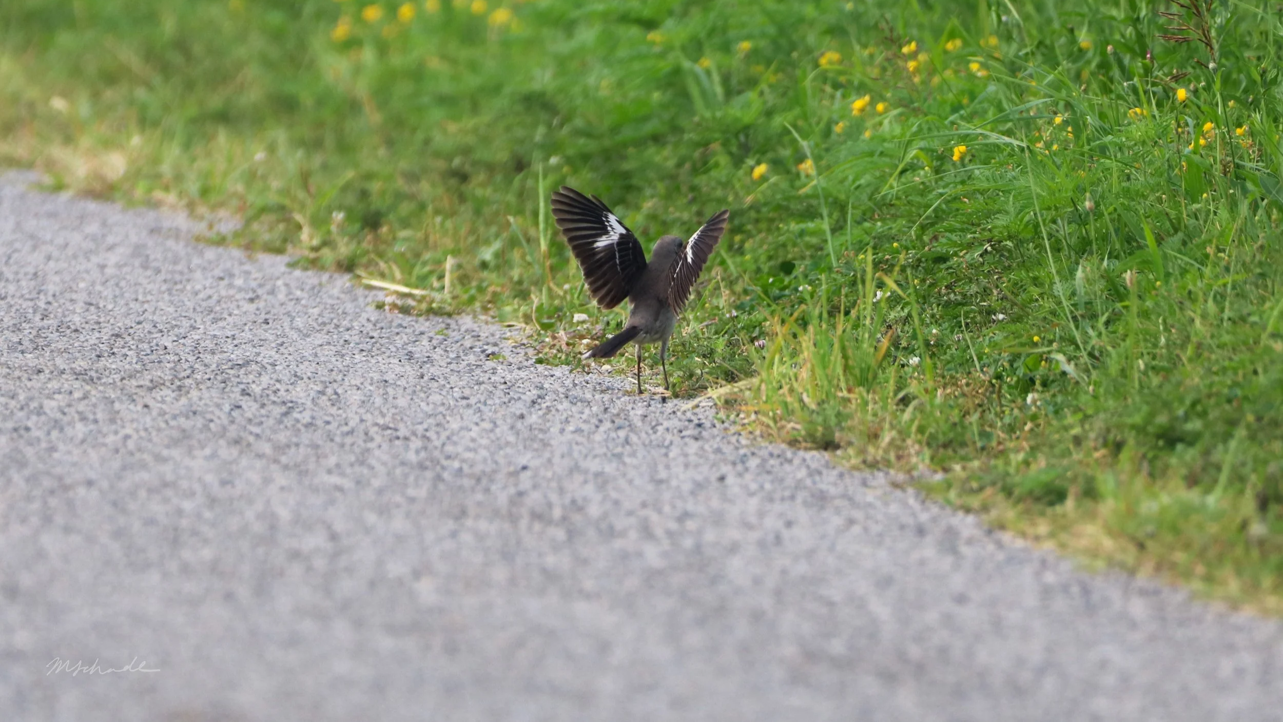 Northern+Mockingbird+Wings.png