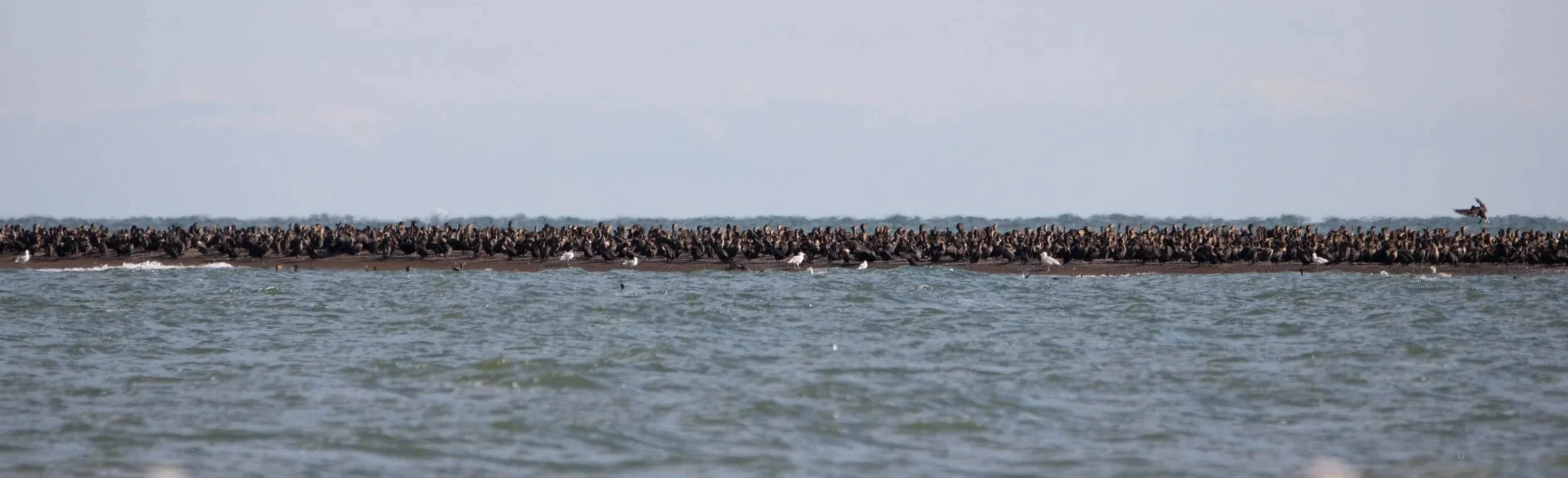 Pelee Island, ON, 2026-09-18 (+ Ring-billed Gull)