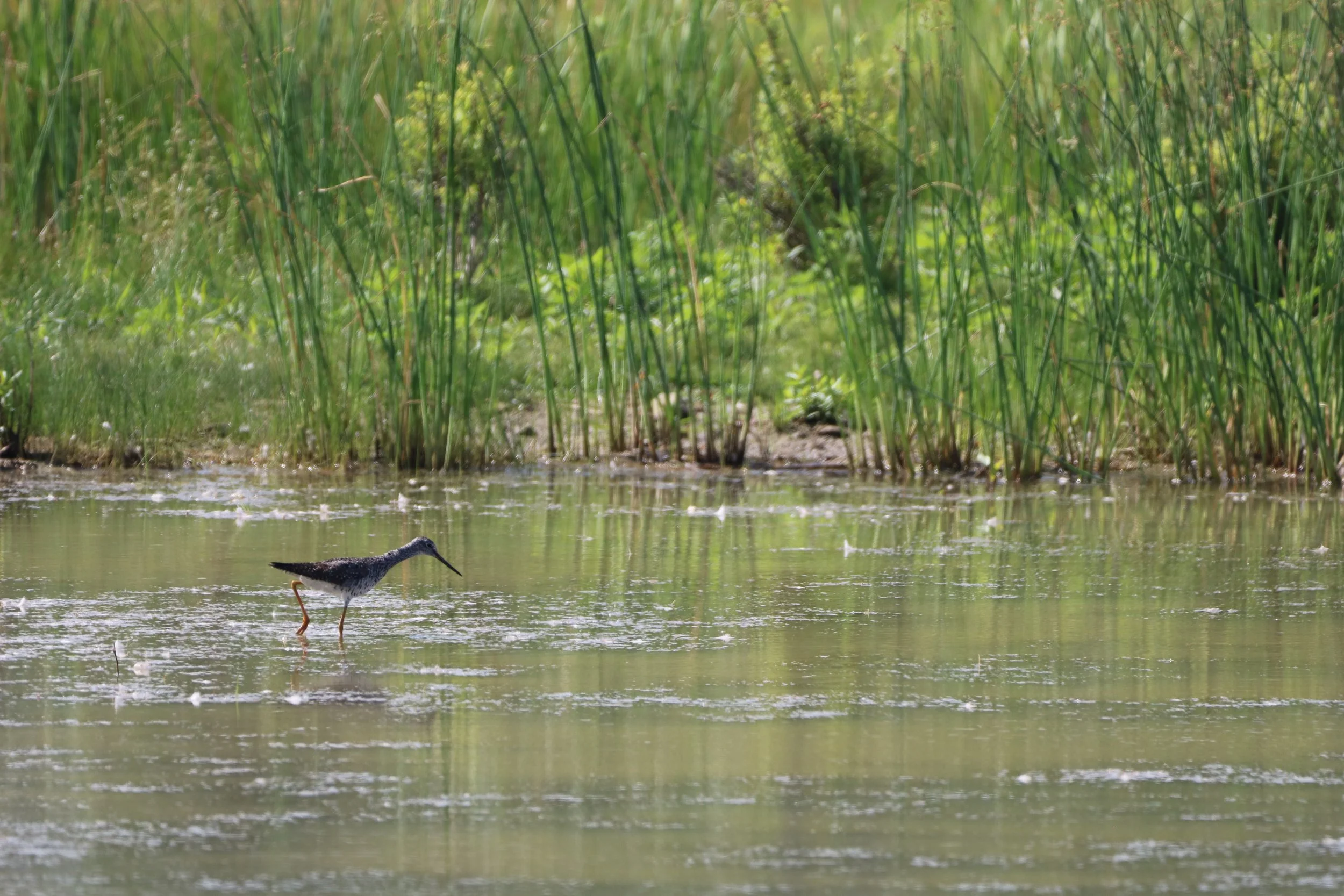 Stoney Creek, ON, 2026-07-19