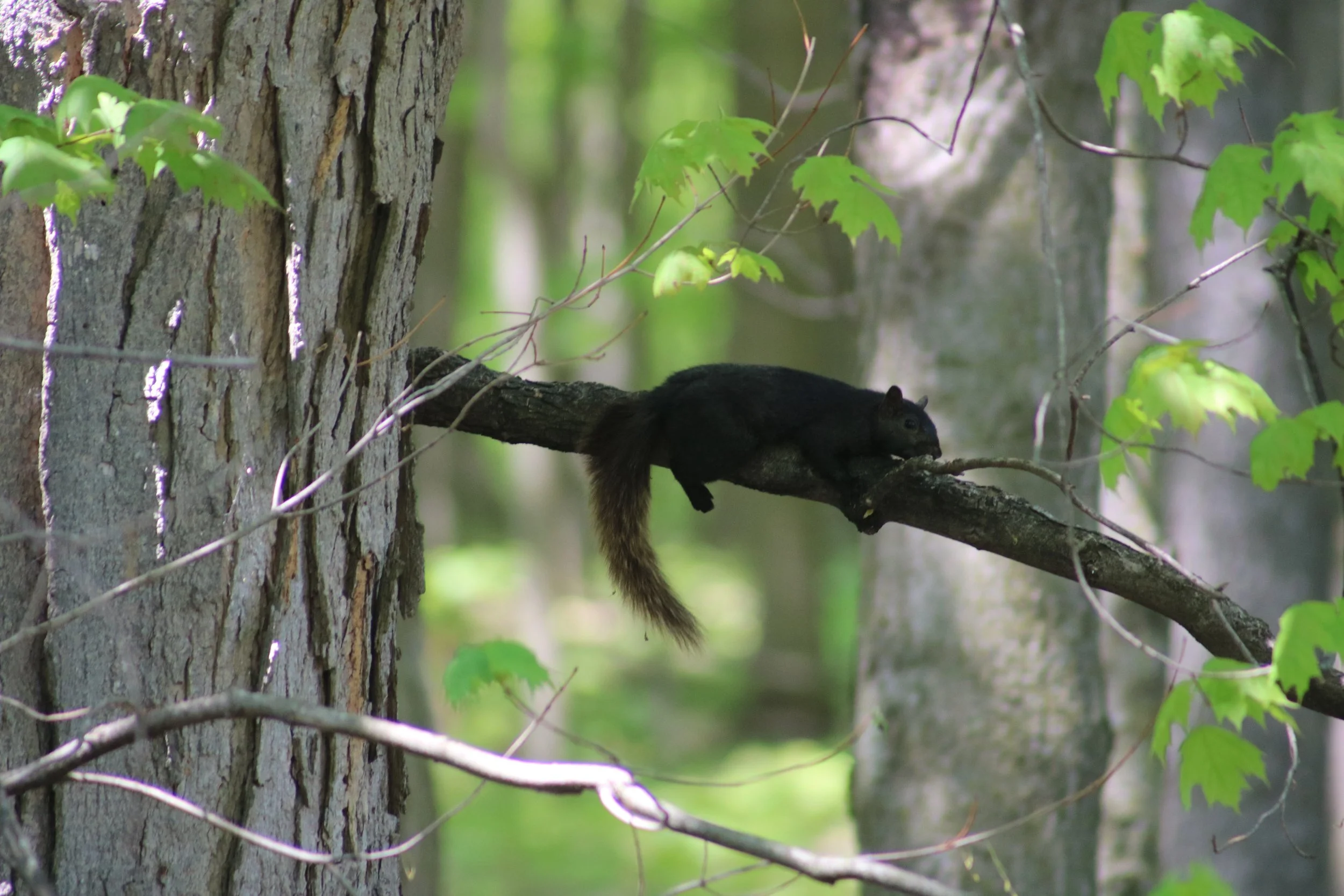 Lounging squirrel.JPG