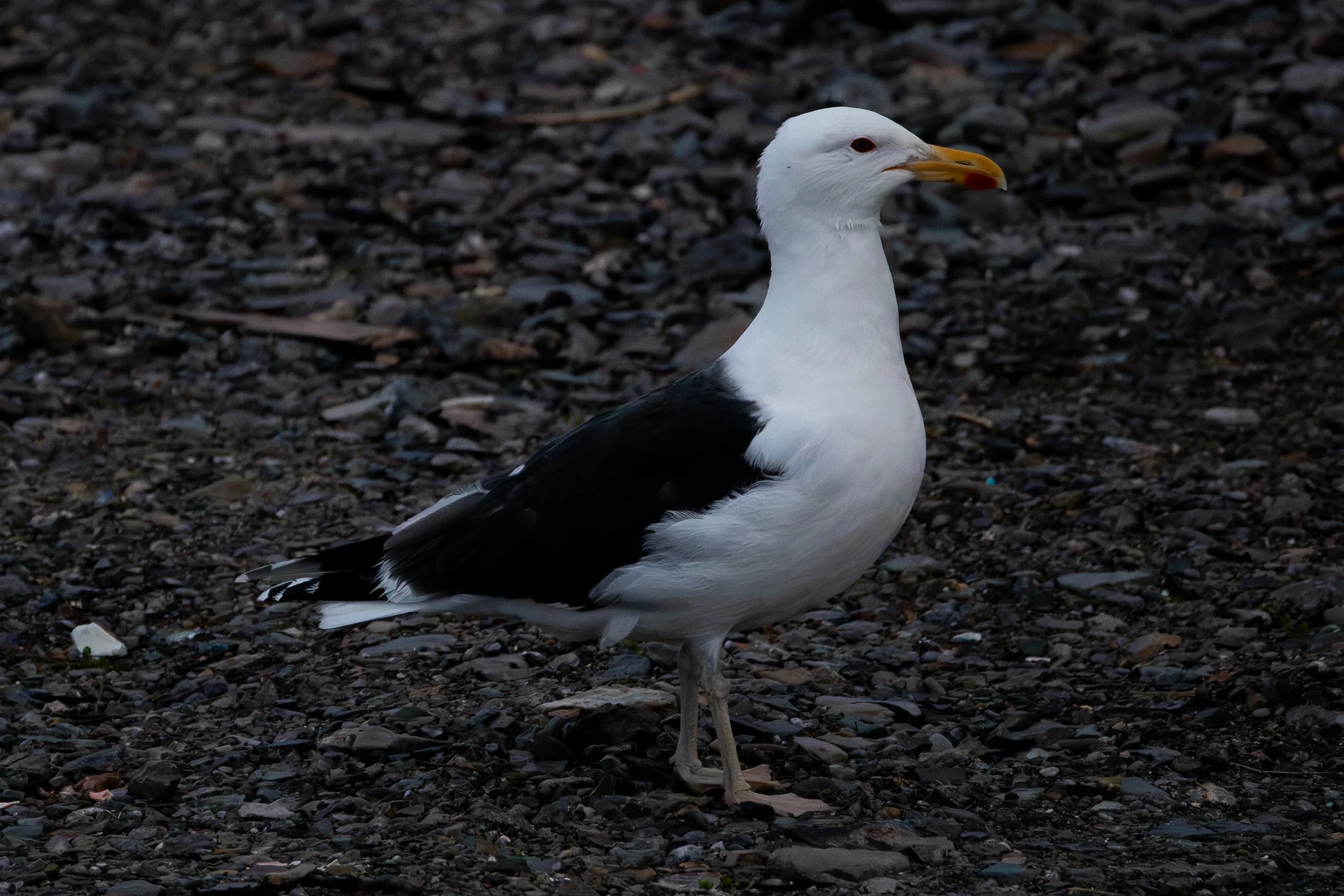 Cow Head, NL, 2026-08-04