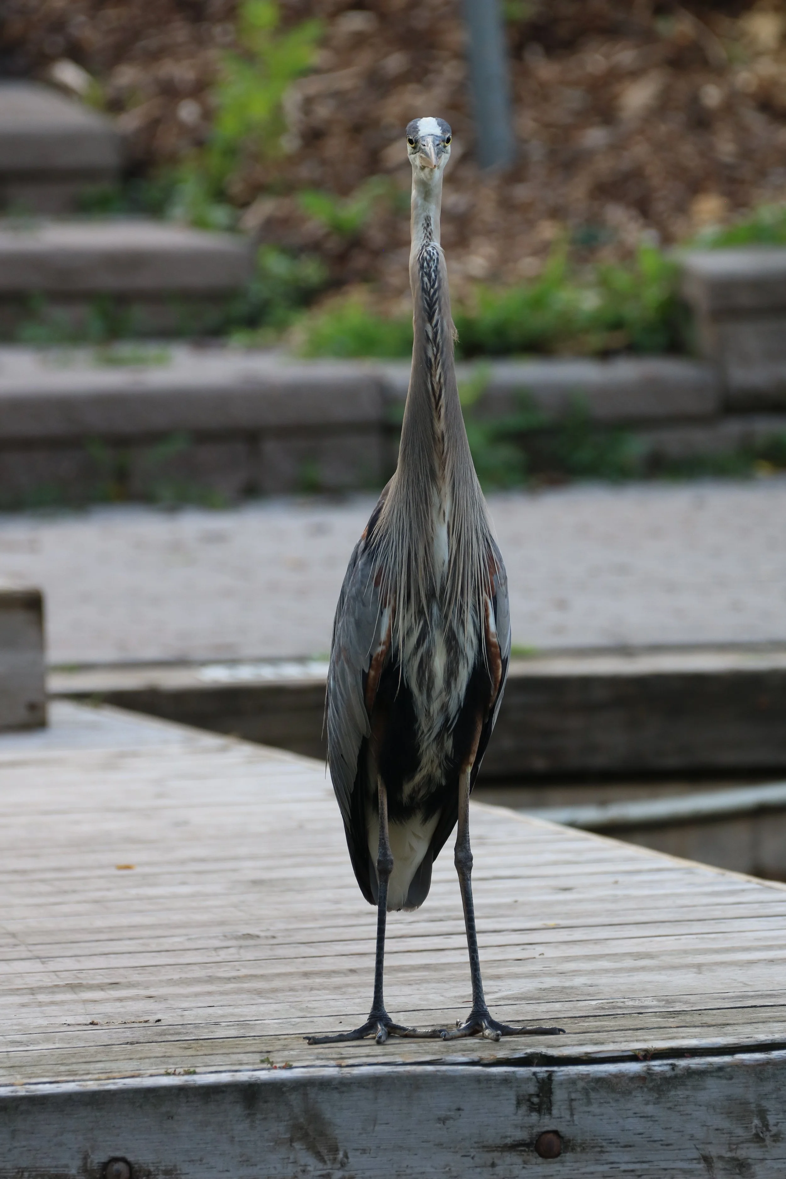 GBH Front facing.JPG