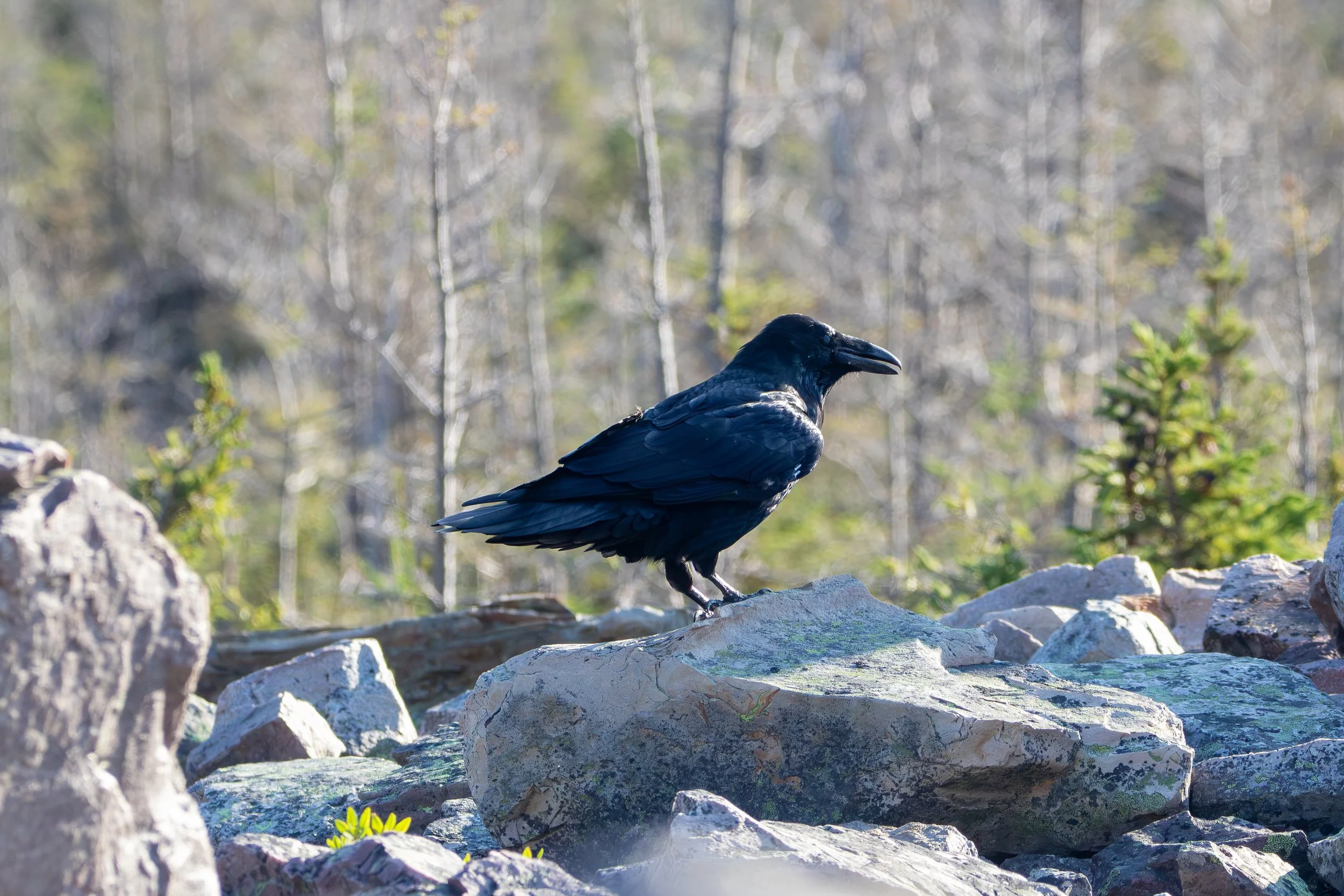 Gros Morne National Park, NL, 2026-08-13